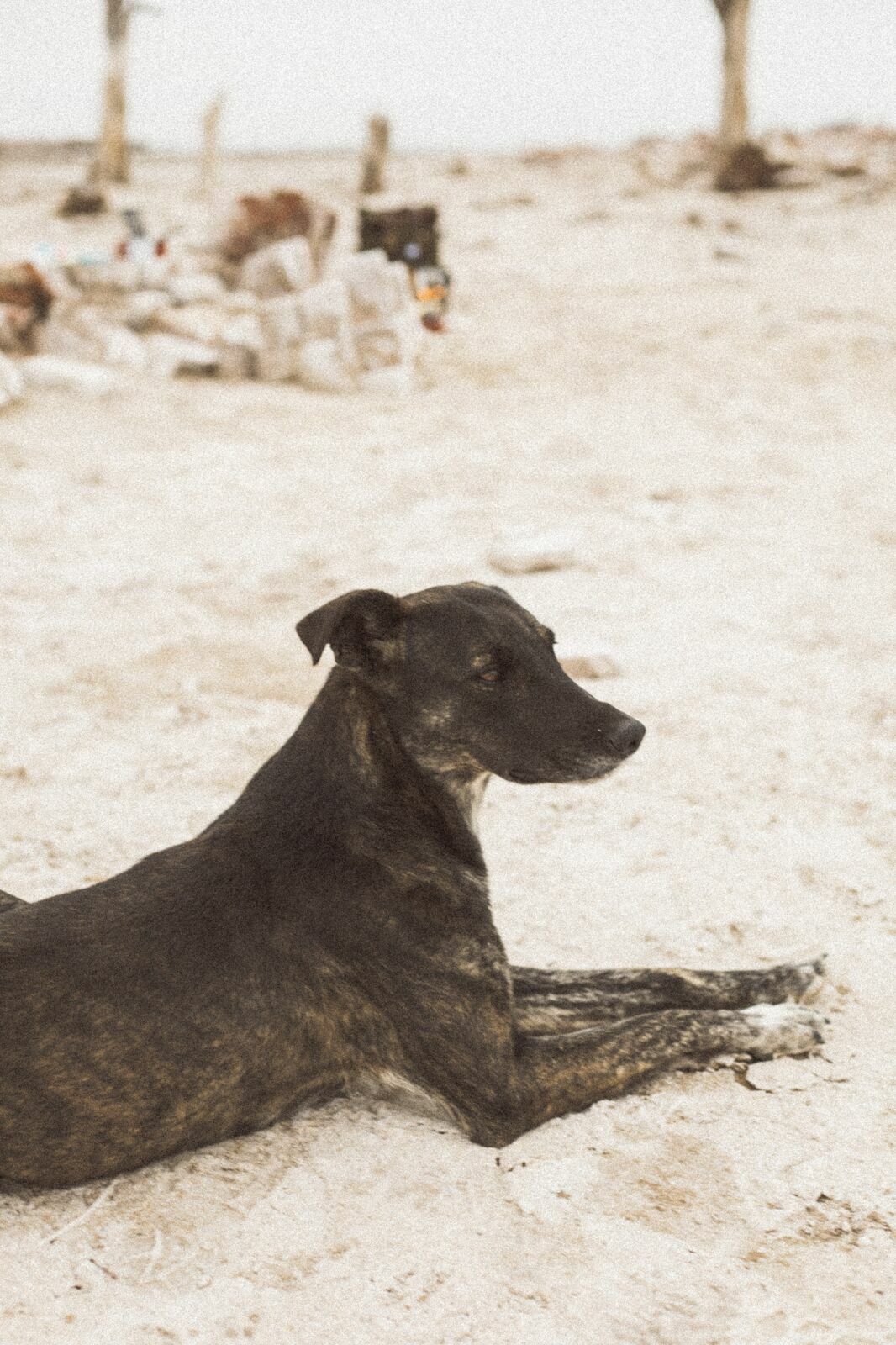 Foto Rolê aleatório de mochileira II - camping/coffee na salina da Laguna Mar Chiquita  - Imagem 1
