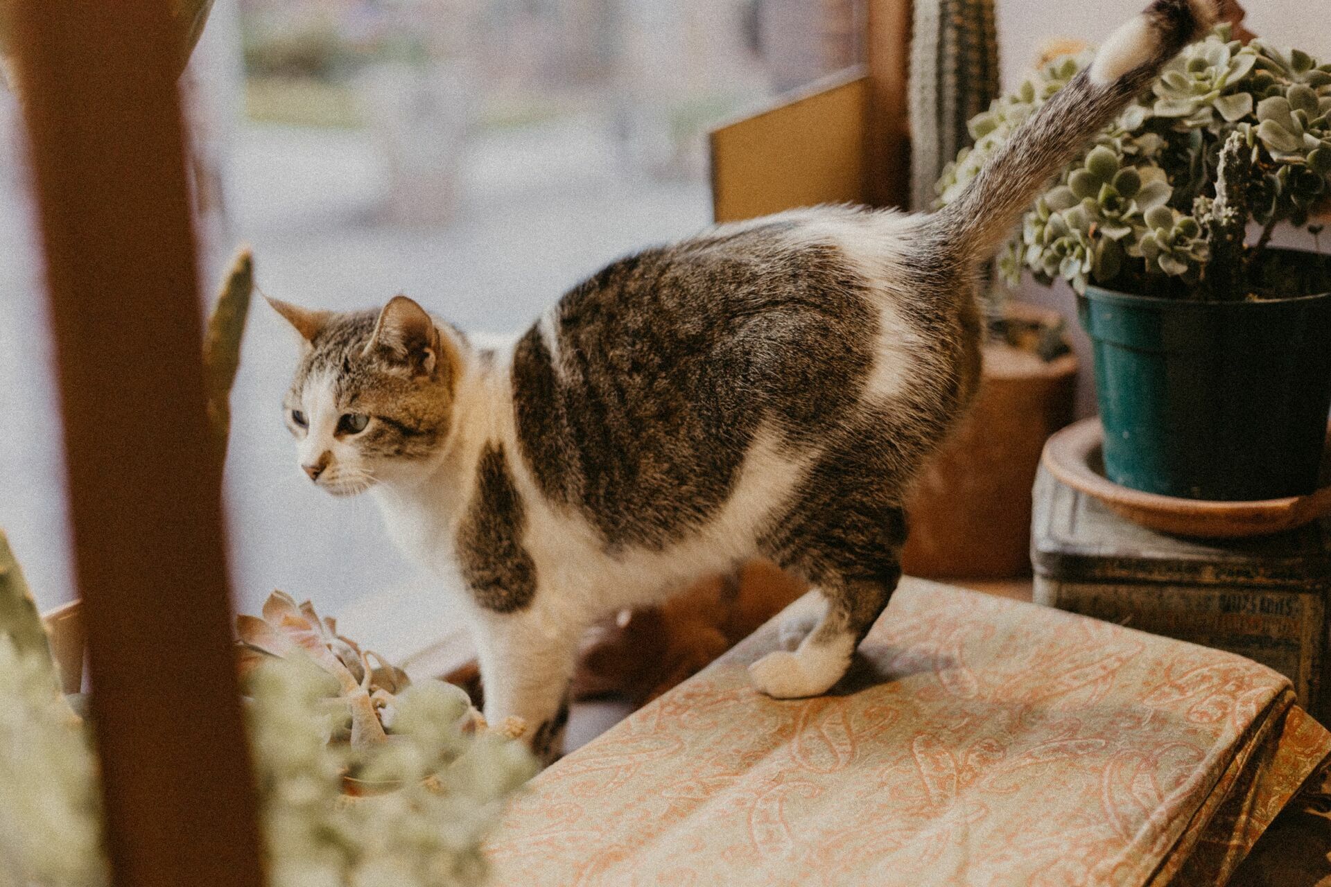 Foto Abuelita de Tilcara - Imagem 4