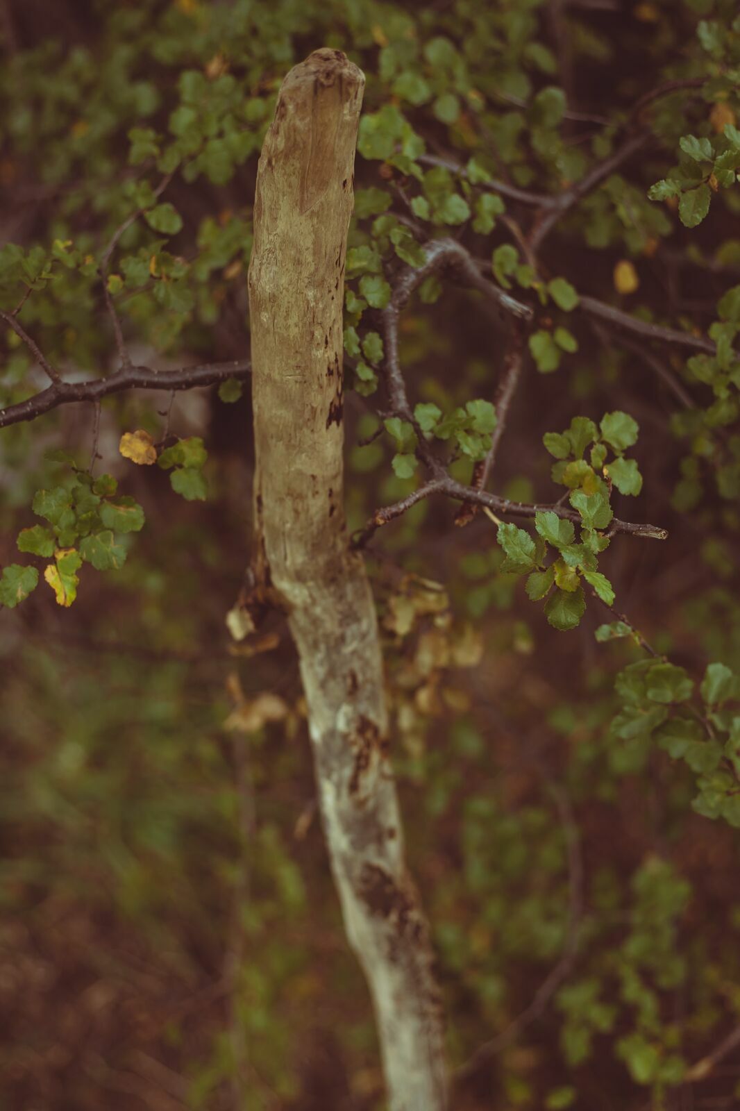Foto Circuito W Torres del Paine - Uma travessia mágica - Imagem 33