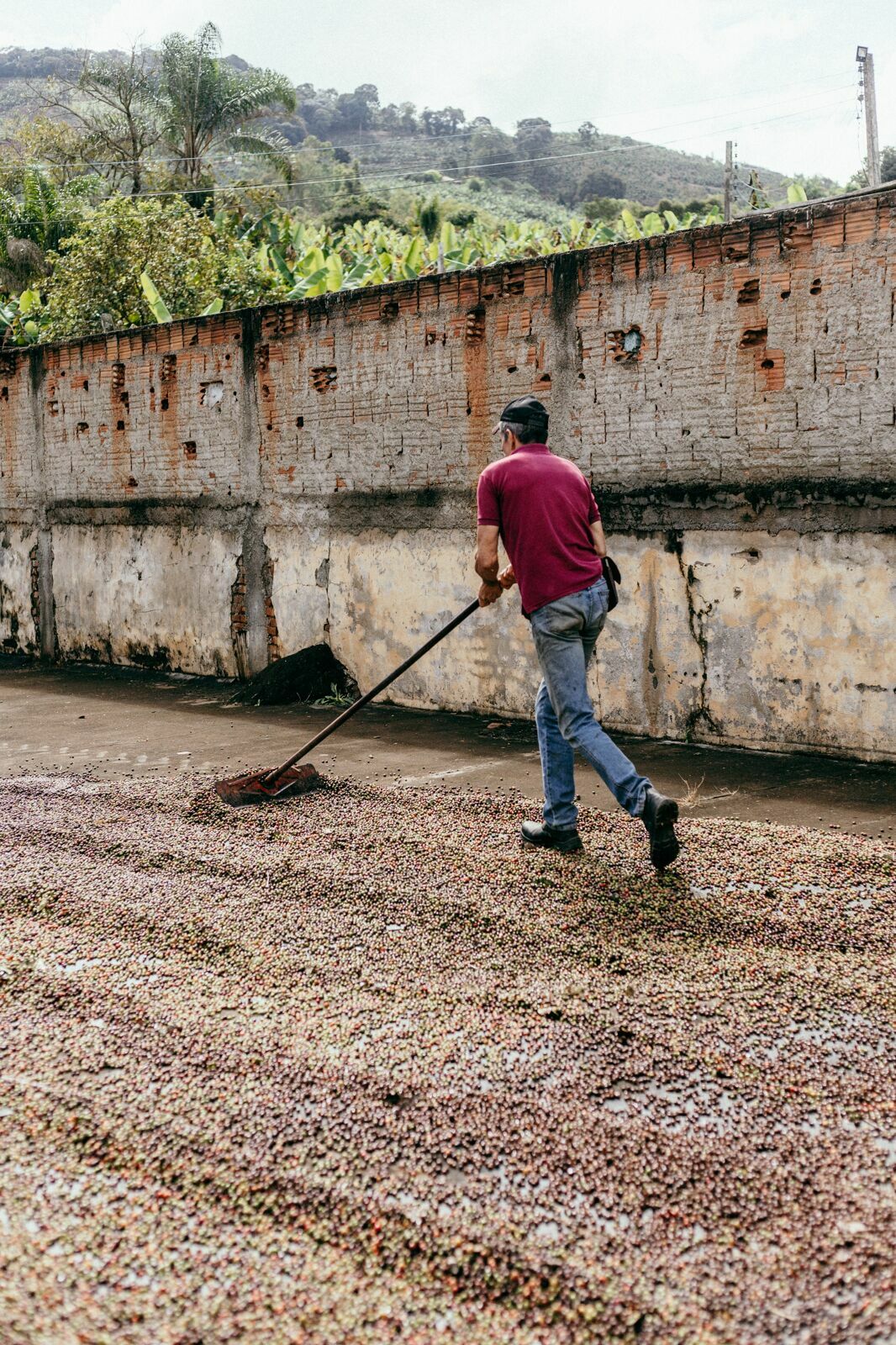 Foto Serra da Mantiqueira: uma viagem com aroma de café Foto Serra da Mantiqueira: uma viagem com aroma de café - Imagem 43