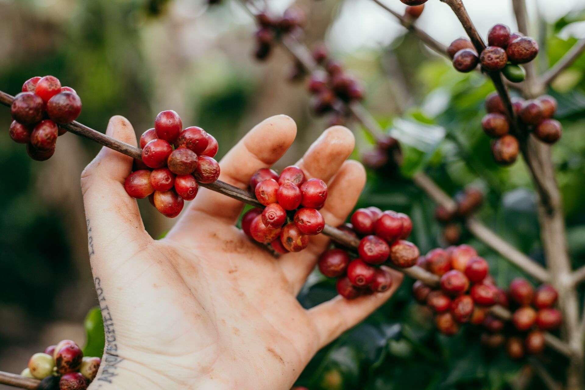Foto Serra da Mantiqueira: uma viagem com aroma de café Foto Serra da Mantiqueira: uma viagem com aroma de café - Imagem 70
