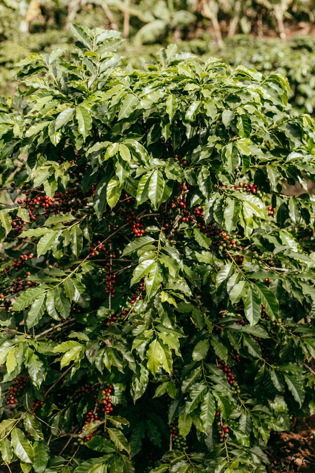 Foto Serra da Mantiqueira: uma viagem com aroma de café Foto Serra da Mantiqueira: uma viagem com aroma de café - Imagem 87