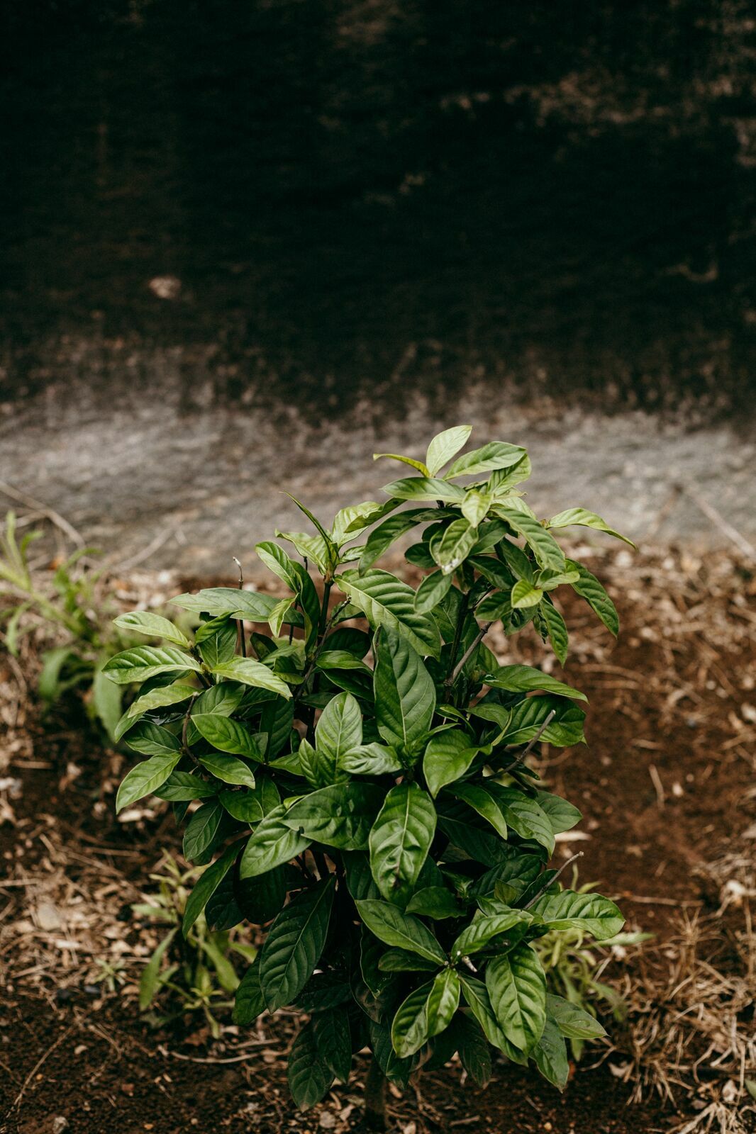 Foto Serra da Mantiqueira: uma viagem com aroma de café Foto Serra da Mantiqueira: uma viagem com aroma de café - Imagem 114