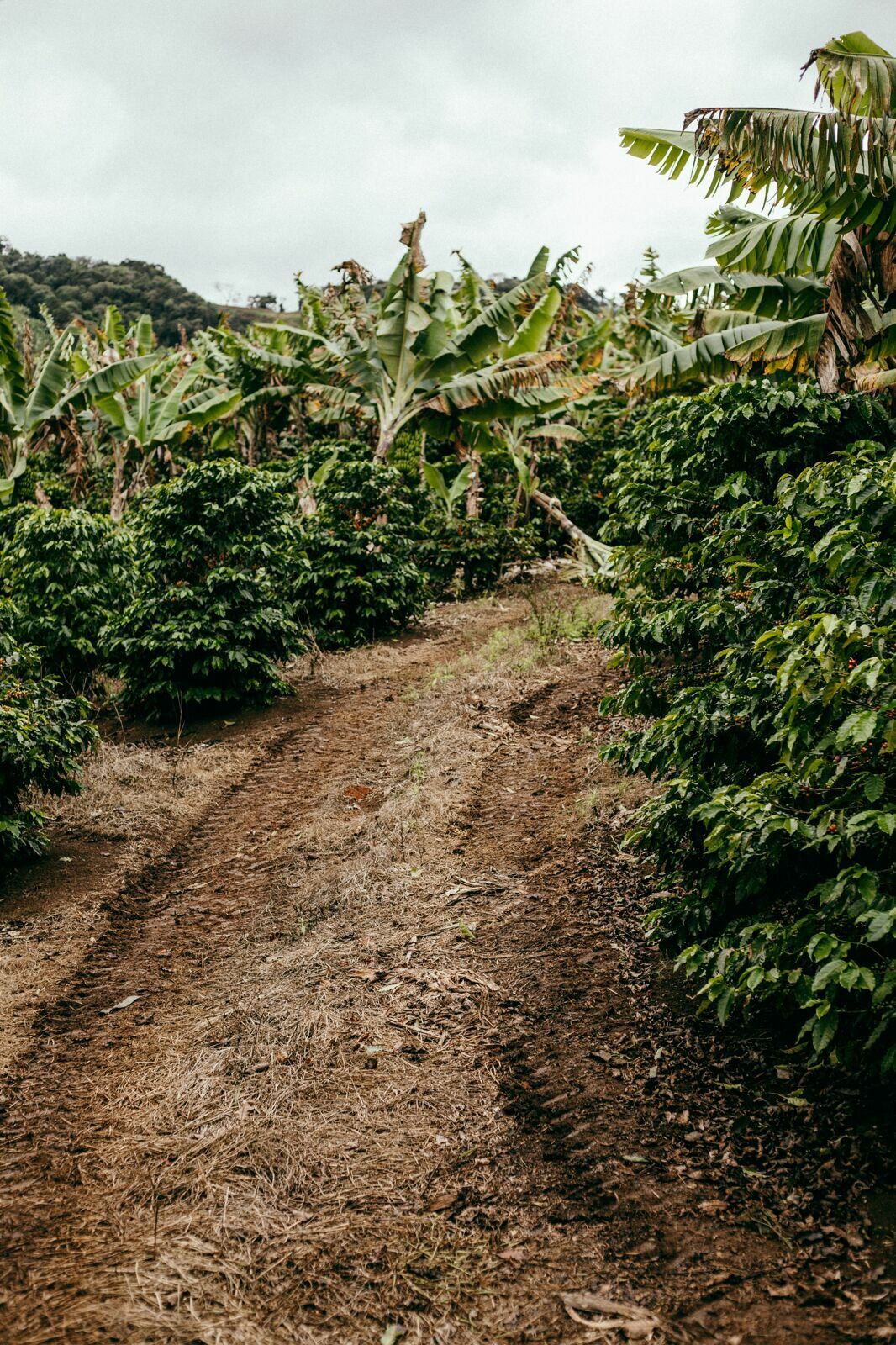 Foto Serra da Mantiqueira: uma viagem com aroma de café Foto Serra da Mantiqueira: uma viagem com aroma de café - Imagem 104