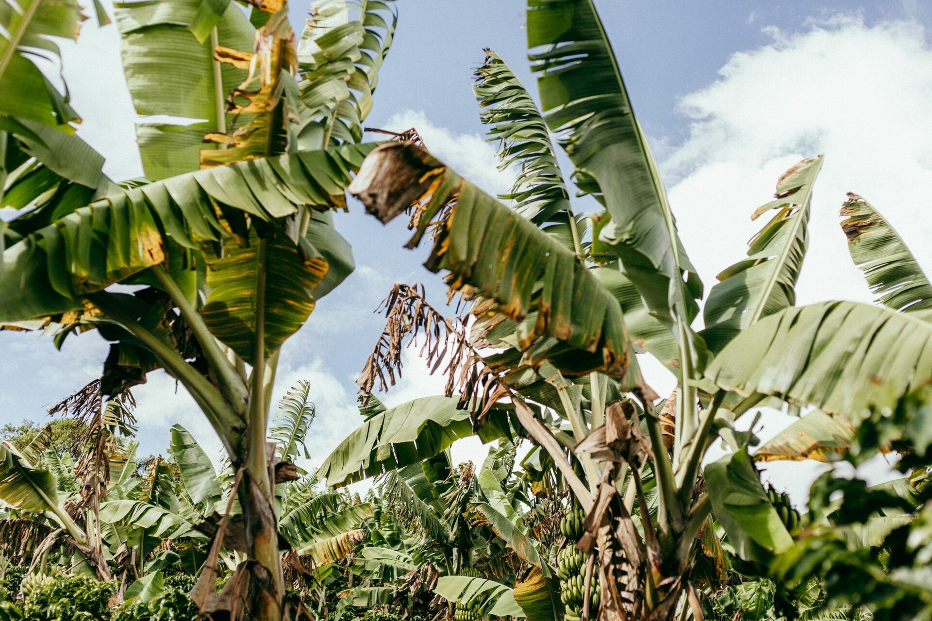 Foto Serra da Mantiqueira: uma viagem com aroma de café Foto Serra da Mantiqueira: uma viagem com aroma de café - Imagem 79