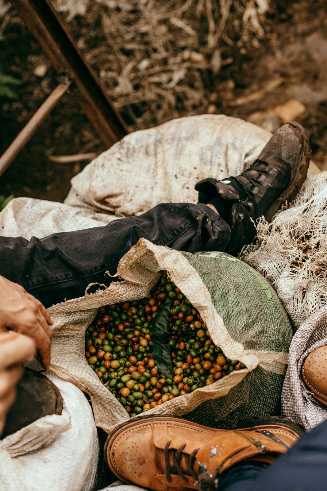 Foto Serra da Mantiqueira: uma viagem com aroma de café Foto Serra da Mantiqueira: uma viagem com aroma de café - Imagem 101
