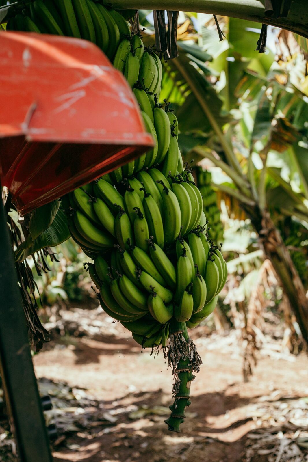 Foto Serra da Mantiqueira: uma viagem com aroma de café Foto Serra da Mantiqueira: uma viagem com aroma de café - Imagem 64