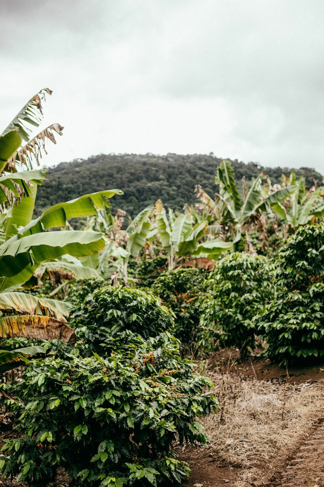Foto Serra da Mantiqueira: uma viagem com aroma de café Foto Serra da Mantiqueira: uma viagem com aroma de café - Imagem 103