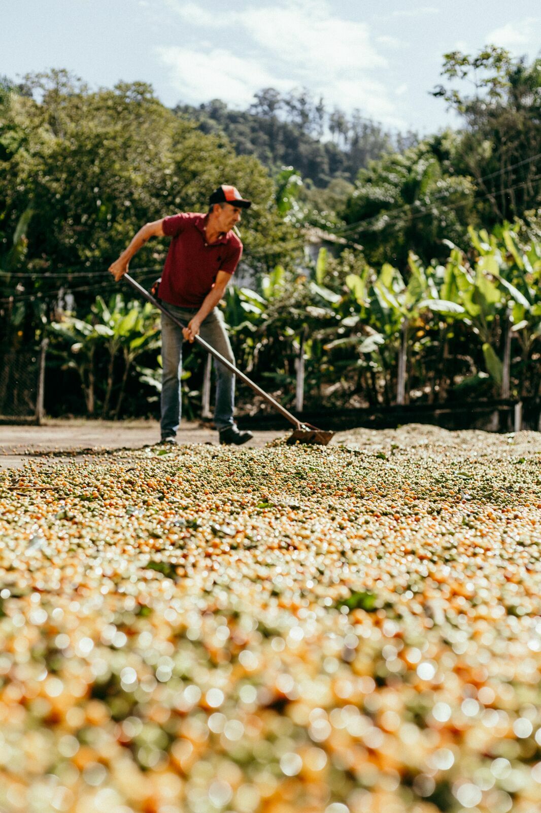 Foto Serra da Mantiqueira: uma viagem com aroma de café Foto Serra da Mantiqueira: uma viagem com aroma de café - Imagem 47