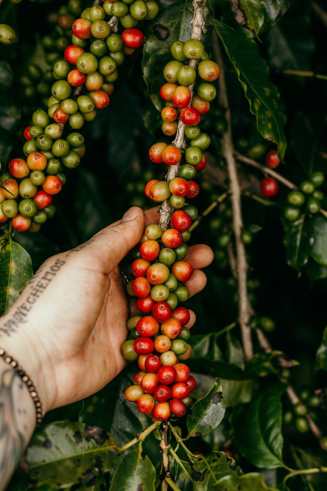 Foto Serra da Mantiqueira: uma viagem com aroma de café Foto Serra da Mantiqueira: uma viagem com aroma de café - Imagem 90