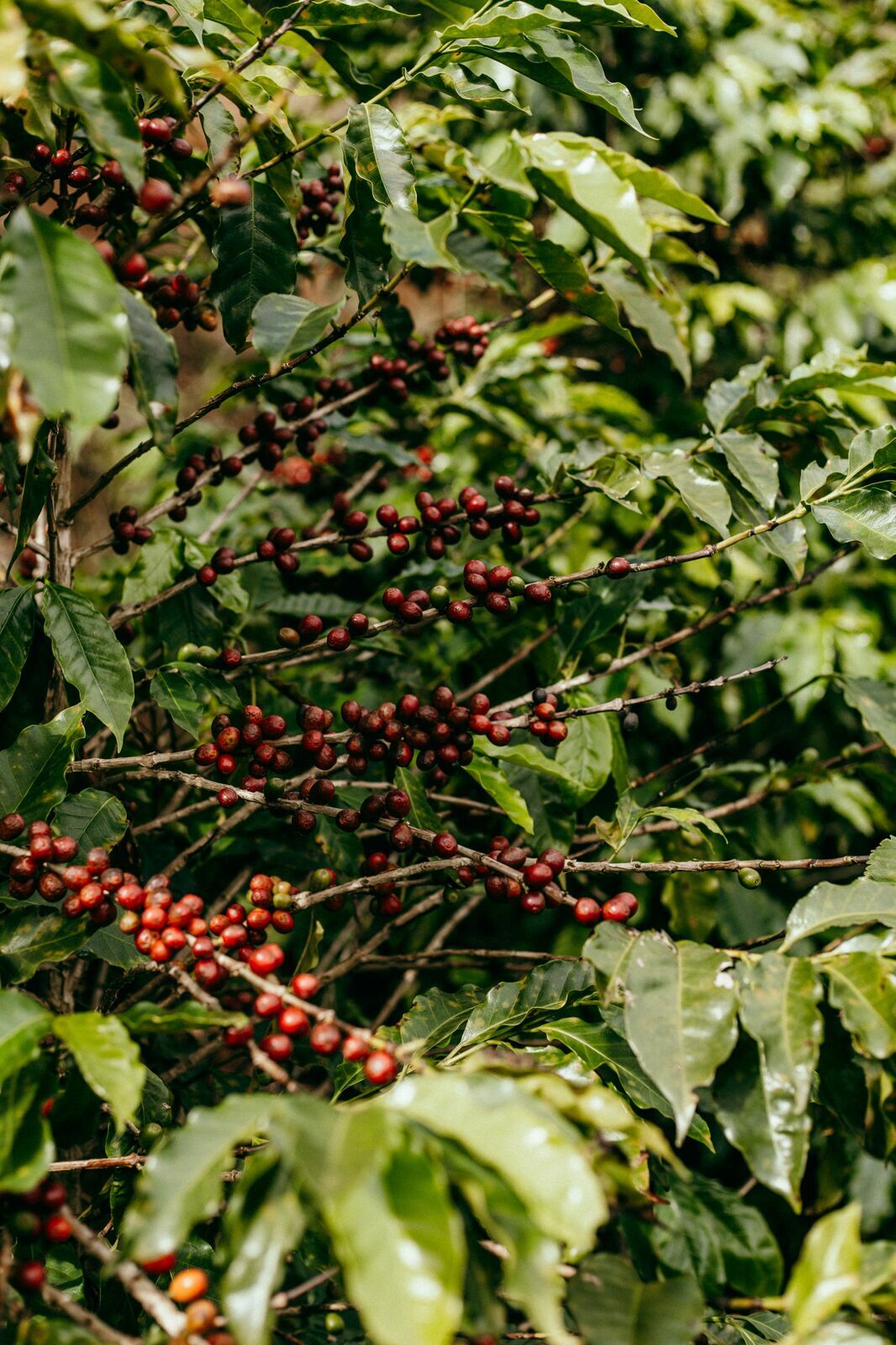 Foto Serra da Mantiqueira: uma viagem com aroma de café Foto Serra da Mantiqueira: uma viagem com aroma de café - Imagem 85