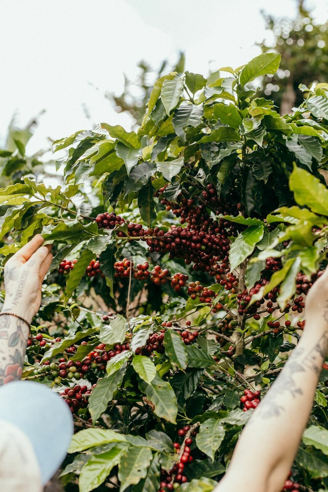 Foto Serra da Mantiqueira: uma viagem com aroma de café Foto Serra da Mantiqueira: uma viagem com aroma de café - Imagem 94