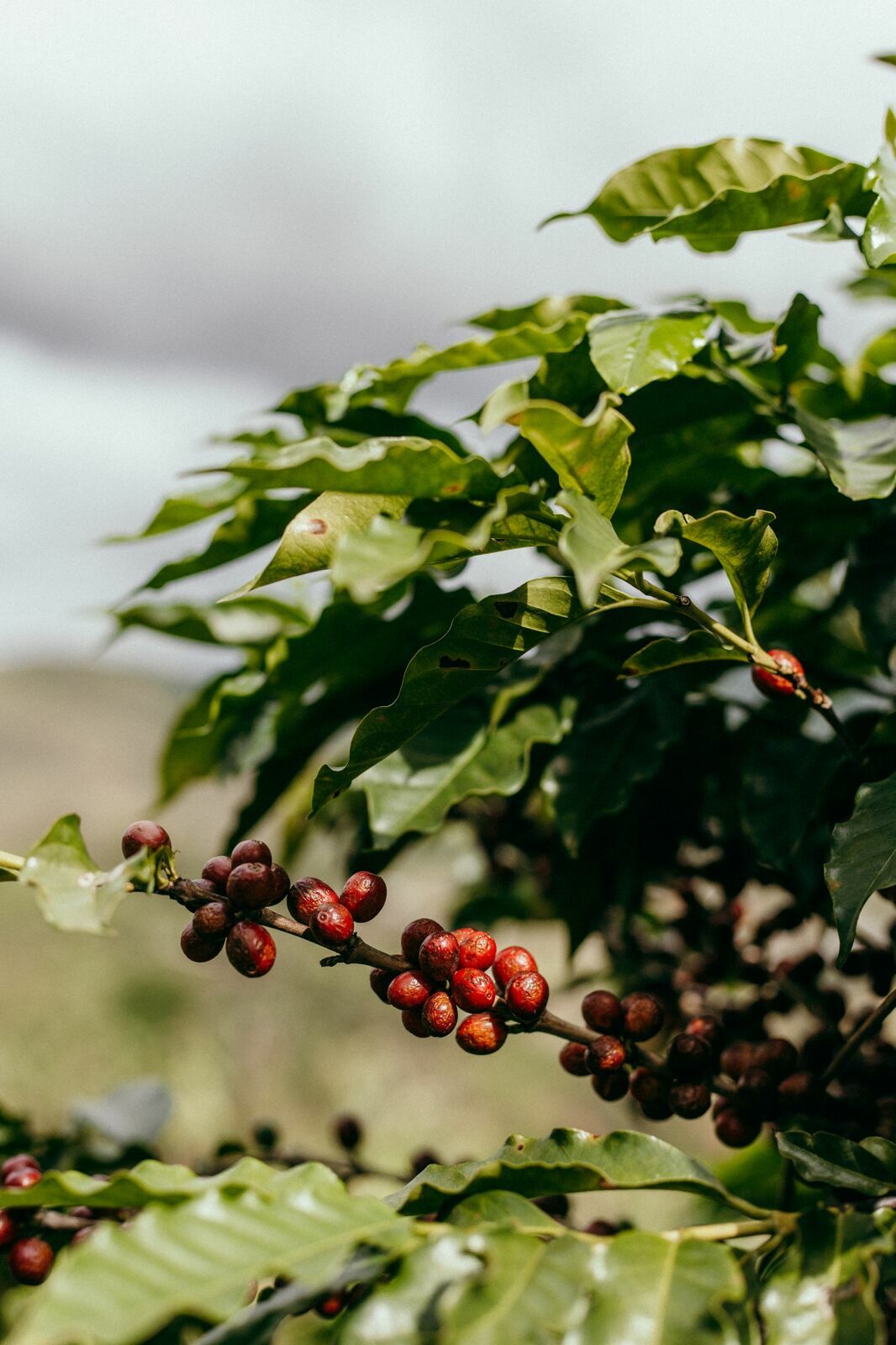 Foto Serra da Mantiqueira: uma viagem com aroma de café Foto Serra da Mantiqueira: uma viagem com aroma de café - Imagem 88