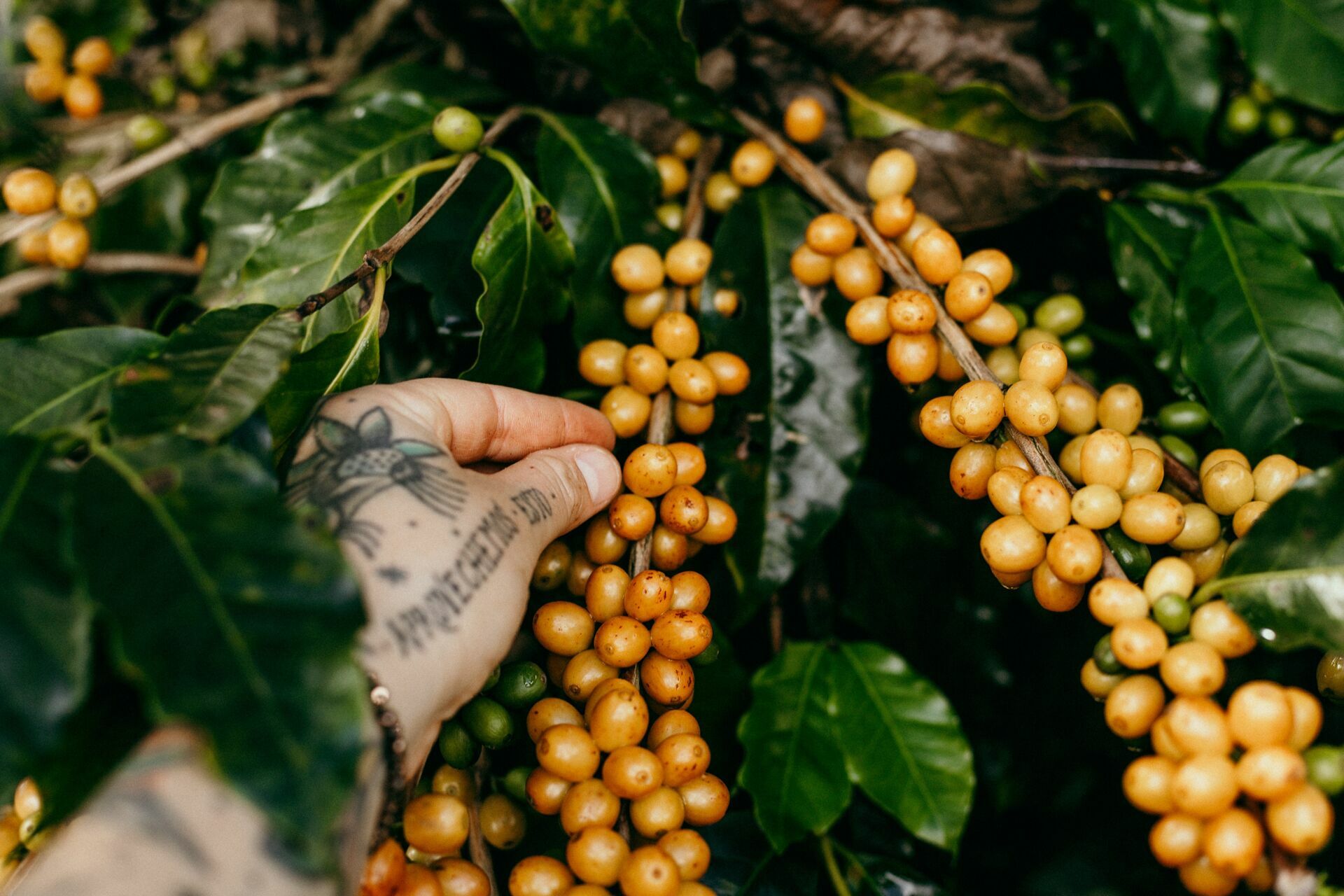 Foto Serra da Mantiqueira: uma viagem com aroma de café Foto Serra da Mantiqueira: uma viagem com aroma de café - Imagem 75