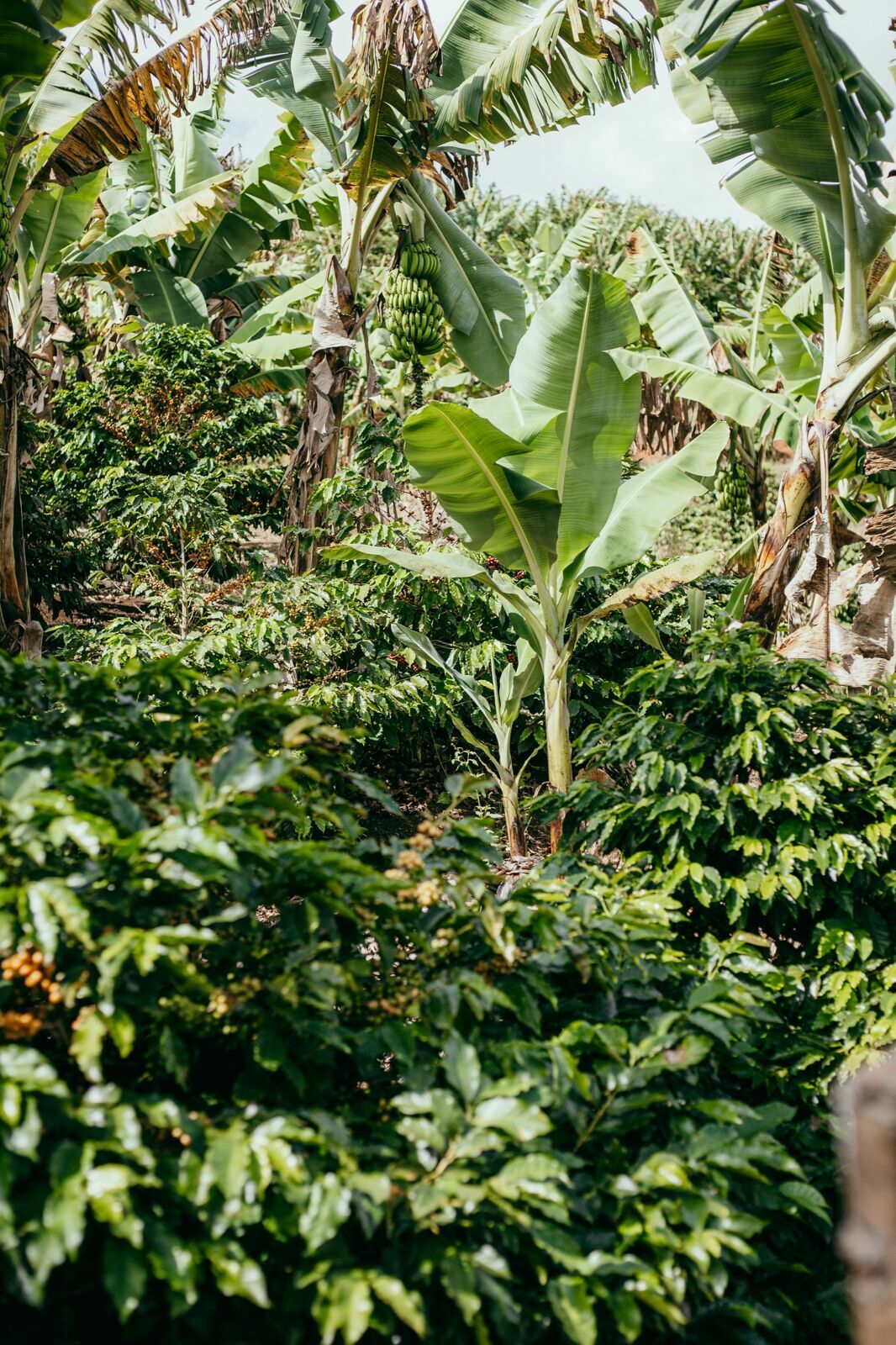 Foto Serra da Mantiqueira: uma viagem com aroma de café Foto Serra da Mantiqueira: uma viagem com aroma de café - Imagem 65