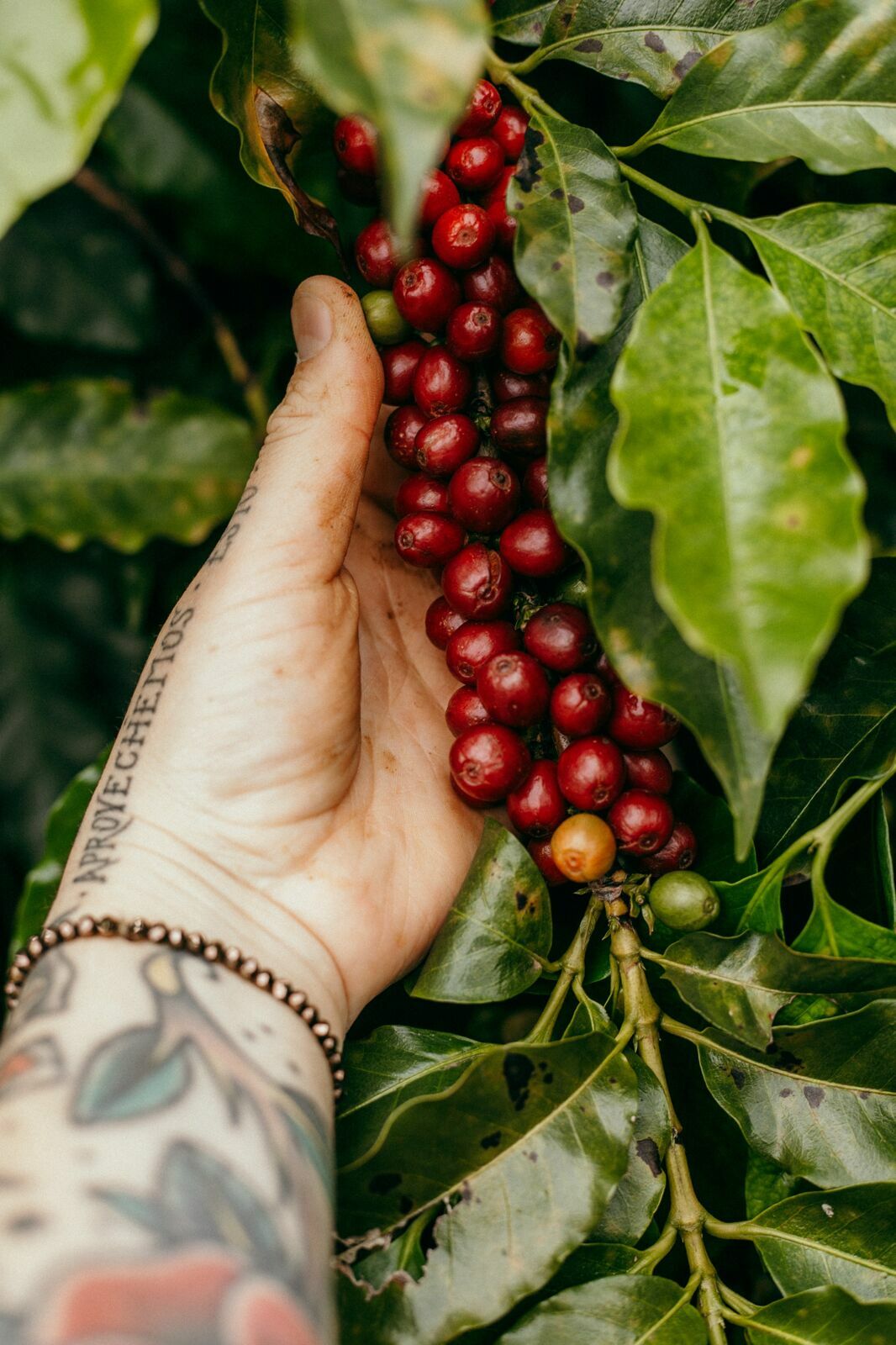 Foto Serra da Mantiqueira: uma viagem com aroma de café Foto Serra da Mantiqueira: uma viagem com aroma de café - Imagem 89