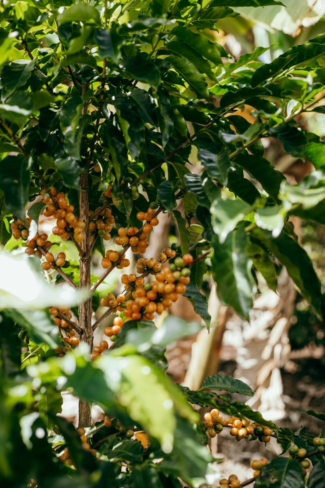 Foto Serra da Mantiqueira: uma viagem com aroma de café Foto Serra da Mantiqueira: uma viagem com aroma de café - Imagem 74