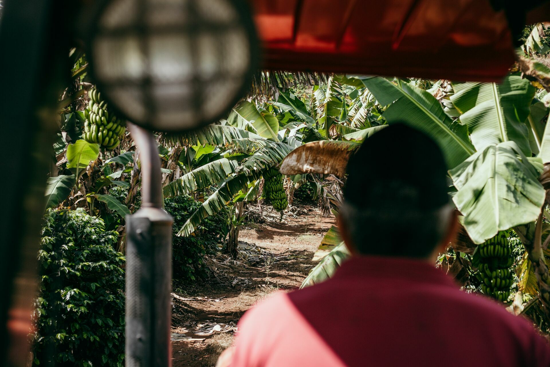 Foto Serra da Mantiqueira: uma viagem com aroma de café Foto Serra da Mantiqueira: uma viagem com aroma de café - Imagem 63