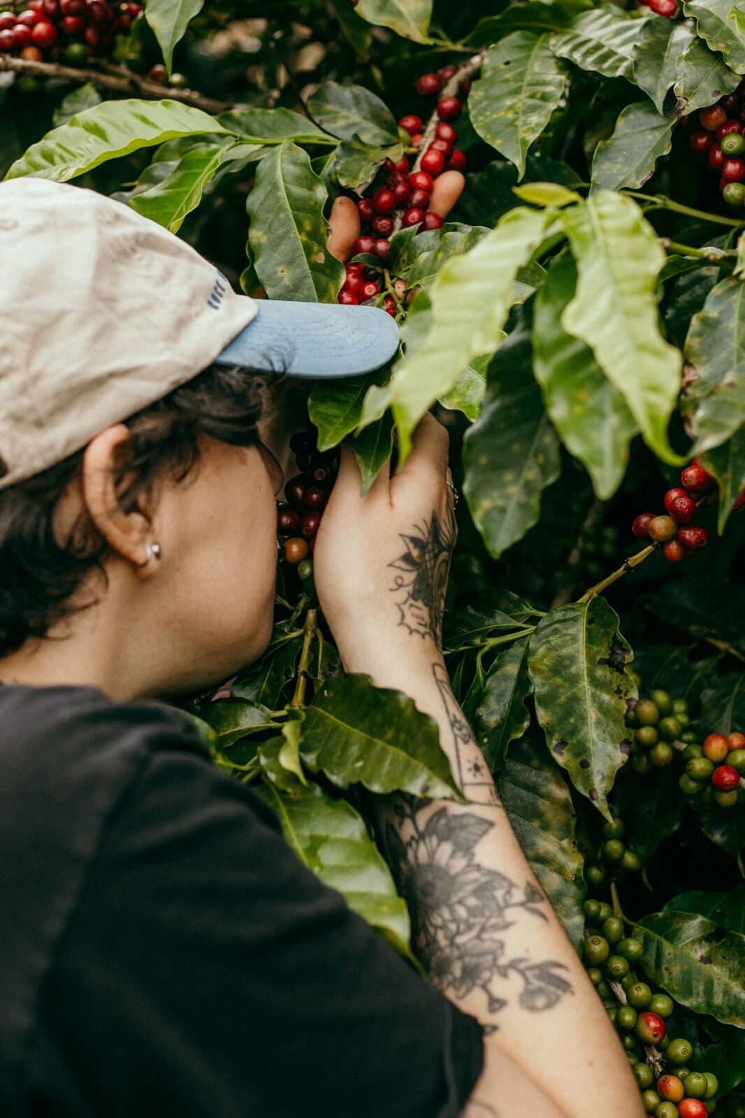 Foto Serra da Mantiqueira: uma viagem com aroma de café Foto Serra da Mantiqueira: uma viagem com aroma de café - Imagem 96