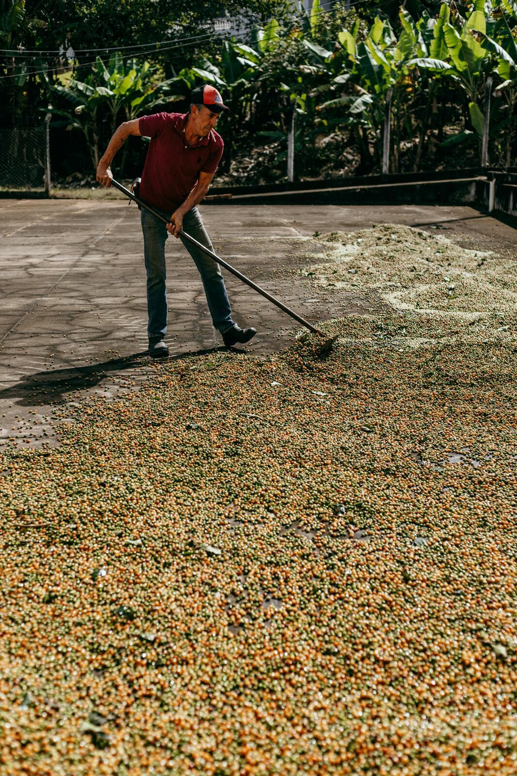 Foto Serra da Mantiqueira: uma viagem com aroma de café Foto Serra da Mantiqueira: uma viagem com aroma de café - Imagem 45