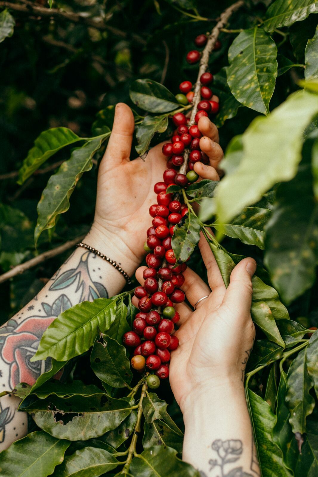 Foto Serra da Mantiqueira: uma viagem com aroma de café Foto Serra da Mantiqueira: uma viagem com aroma de café - Imagem 95