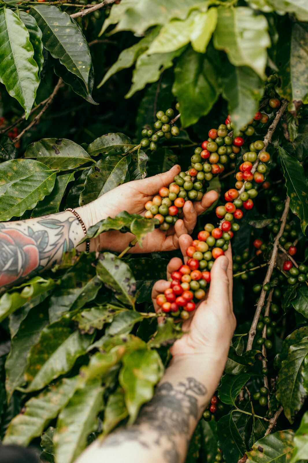 Foto Serra da Mantiqueira: uma viagem com aroma de café Foto Serra da Mantiqueira: uma viagem com aroma de café - Imagem 92