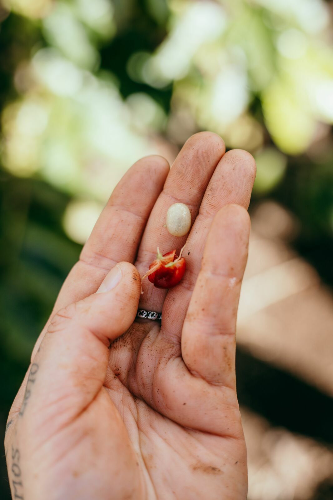Foto Serra da Mantiqueira: uma viagem com aroma de café Foto Serra da Mantiqueira: uma viagem com aroma de café - Imagem 73