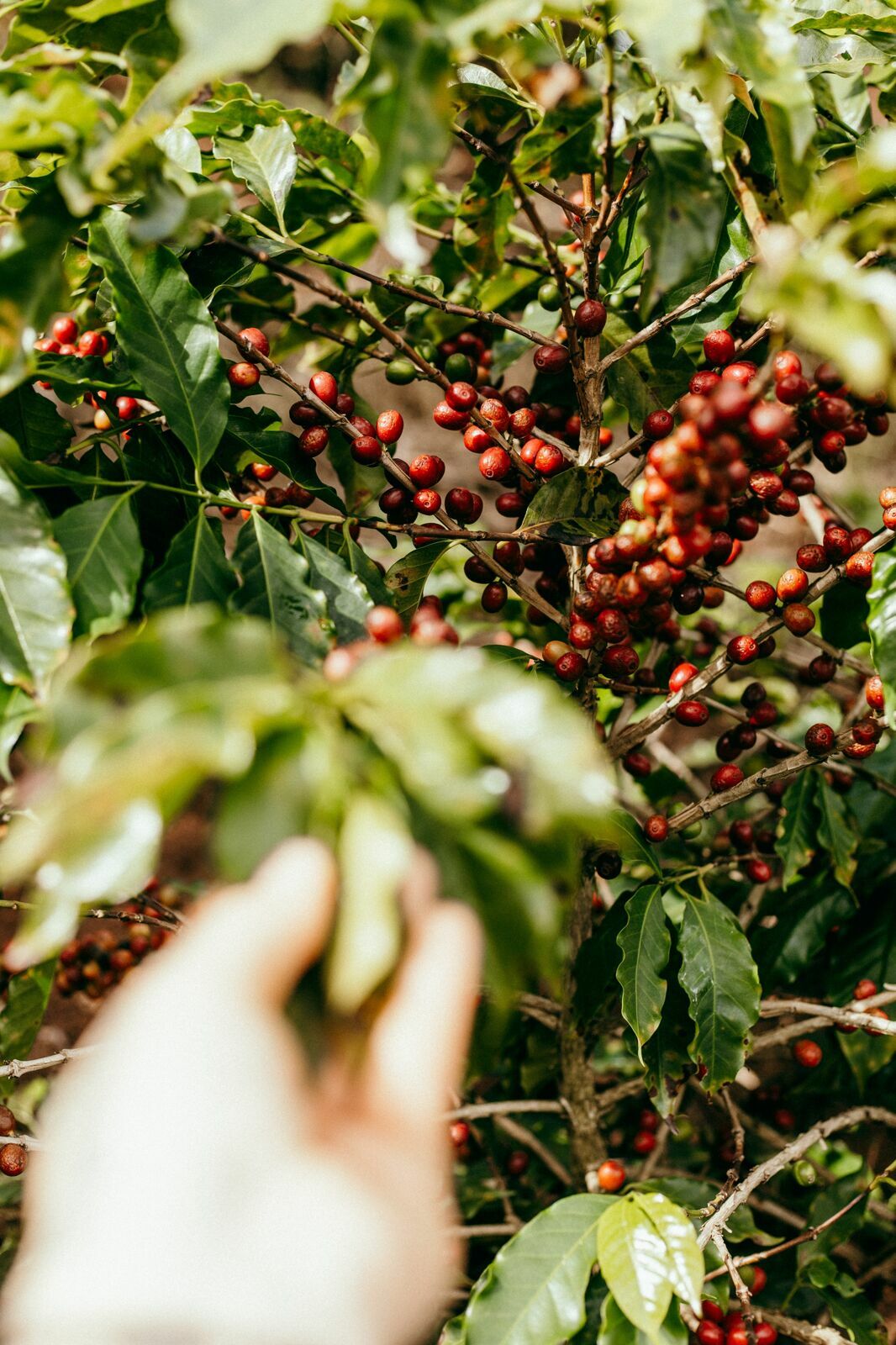 Foto Serra da Mantiqueira: uma viagem com aroma de café Foto Serra da Mantiqueira: uma viagem com aroma de café - Imagem 86