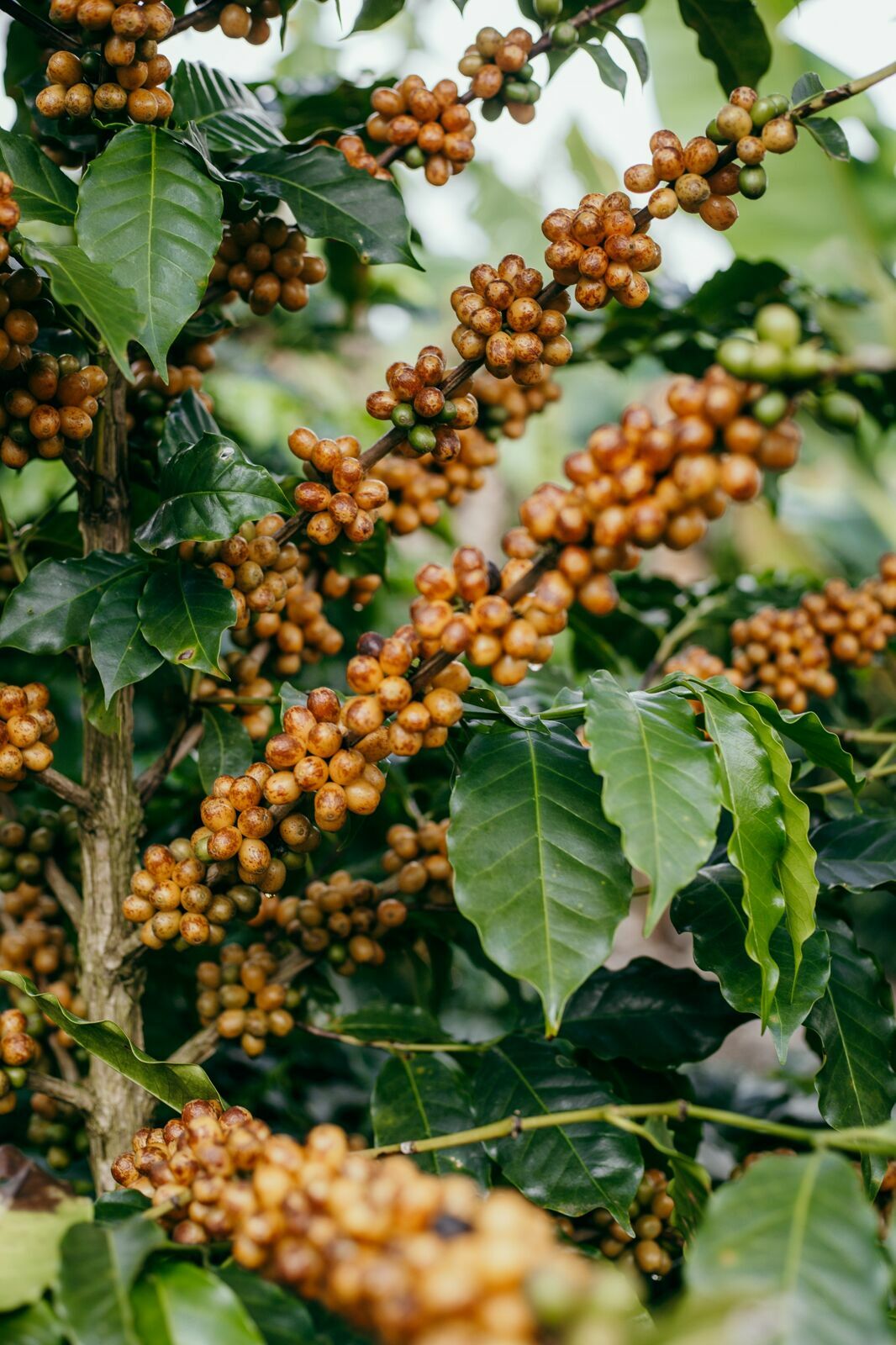 Foto Serra da Mantiqueira: uma viagem com aroma de café Foto Serra da Mantiqueira: uma viagem com aroma de café - Imagem 68