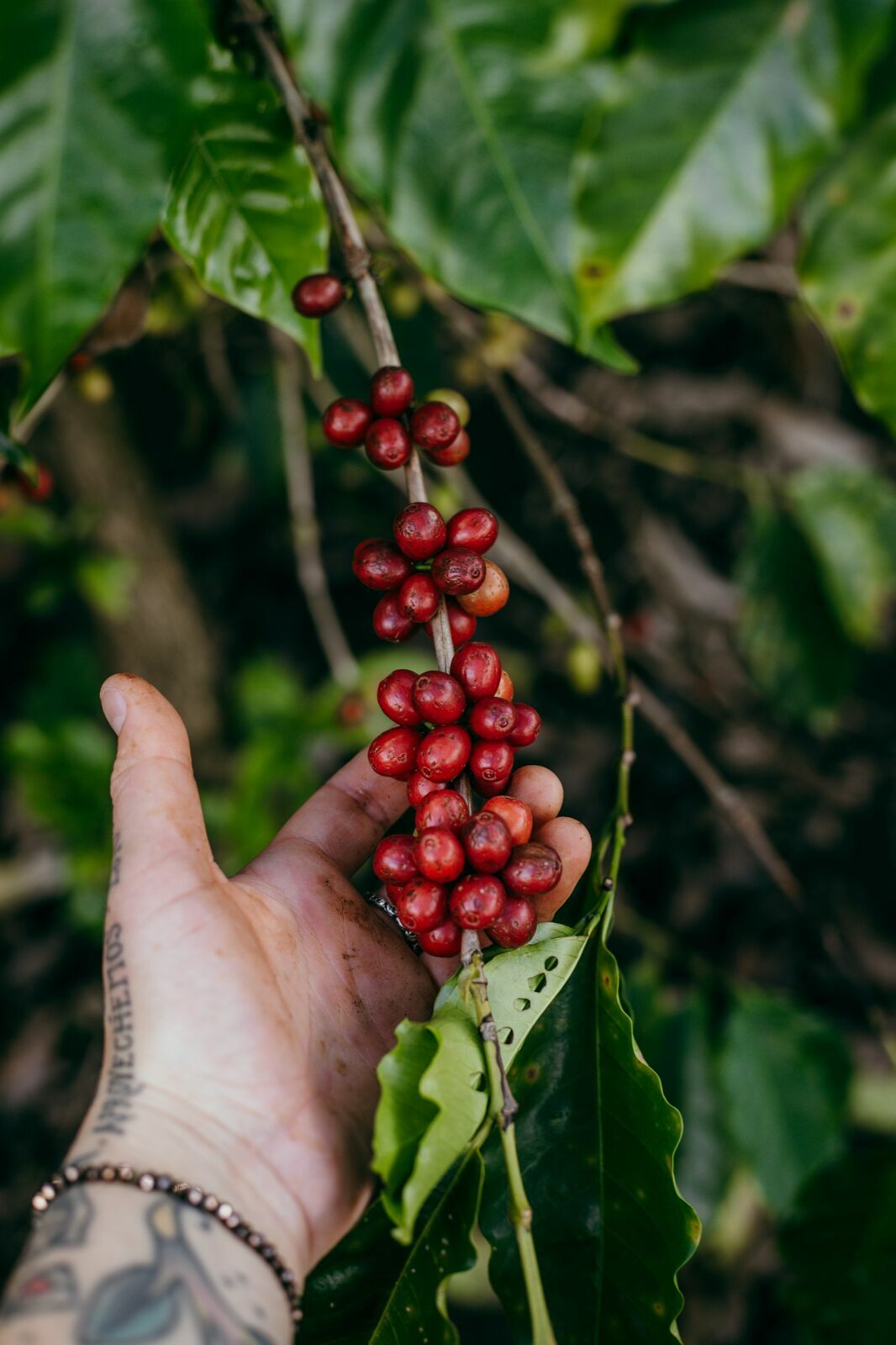 Foto Serra da Mantiqueira: uma viagem com aroma de café Foto Serra da Mantiqueira: uma viagem com aroma de café - Imagem 69