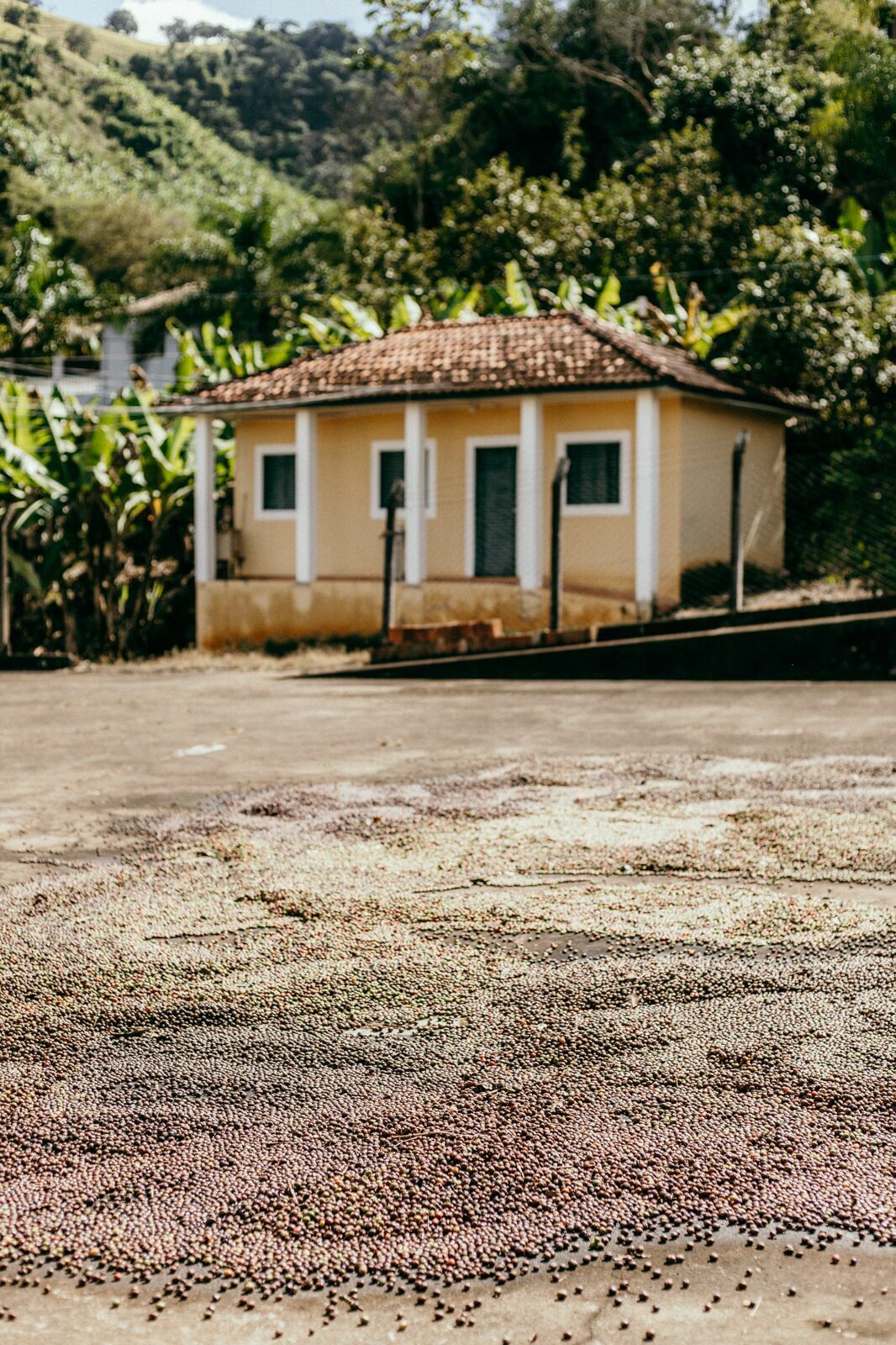 Foto Serra da Mantiqueira: uma viagem com aroma de café Foto Serra da Mantiqueira: uma viagem com aroma de café - Imagem 34
