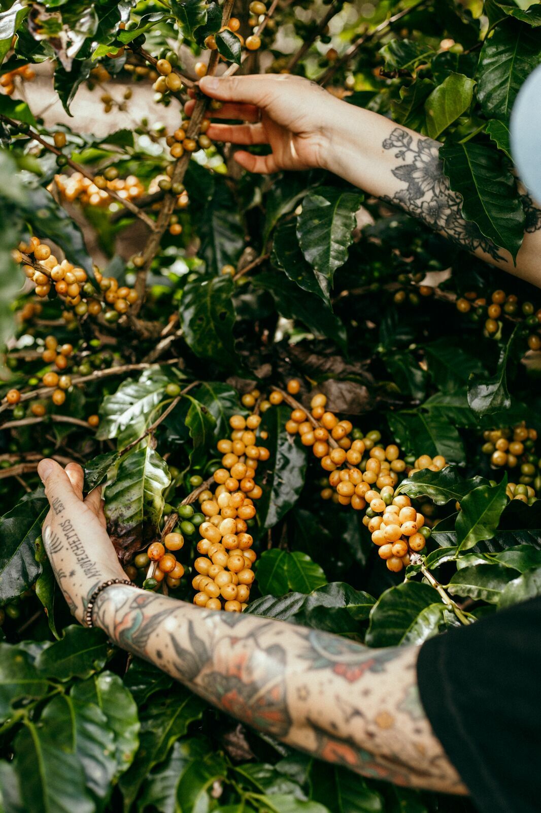 Foto Serra da Mantiqueira: uma viagem com aroma de café Foto Serra da Mantiqueira: uma viagem com aroma de café - Imagem 77