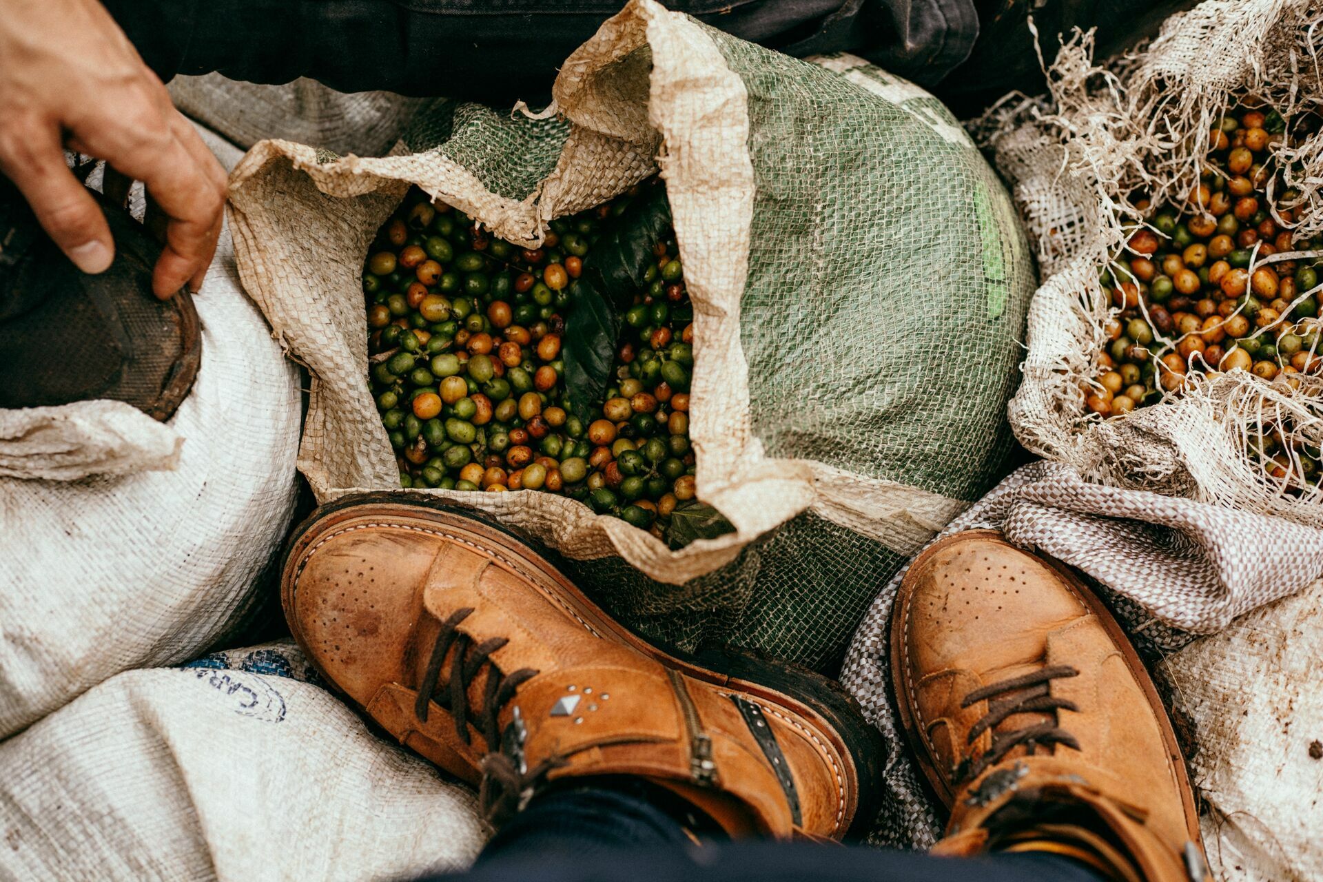Foto Serra da Mantiqueira: uma viagem com aroma de café Foto Serra da Mantiqueira: uma viagem com aroma de café - Imagem 102