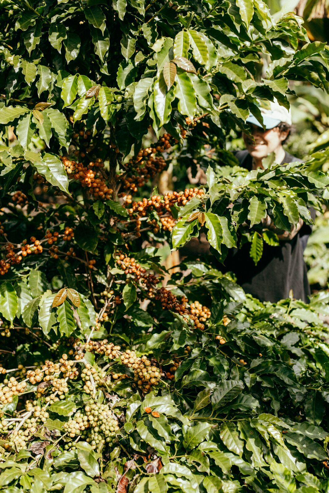 Foto Serra da Mantiqueira: uma viagem com aroma de café Foto Serra da Mantiqueira: uma viagem com aroma de café - Imagem 84