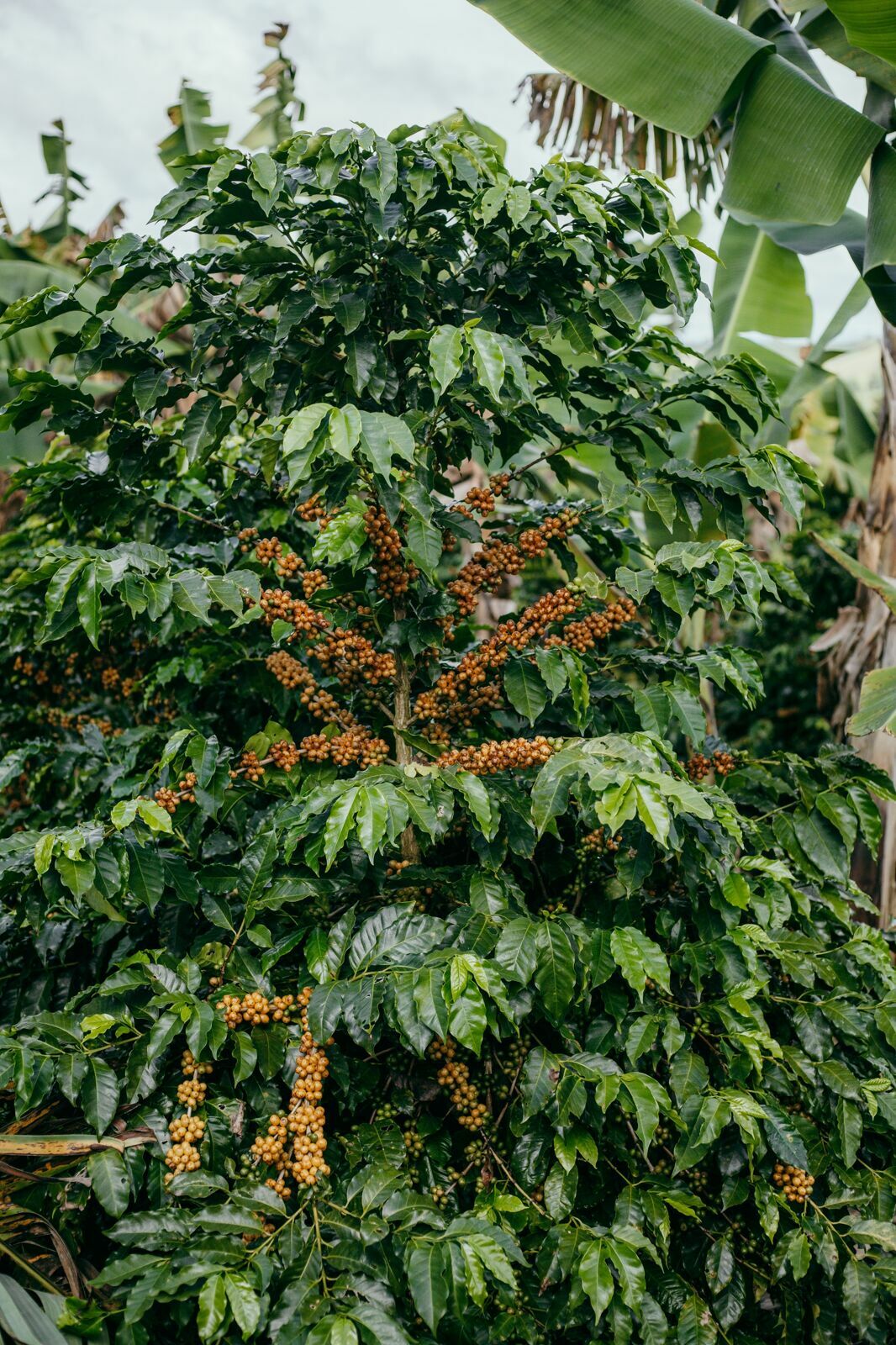 Foto Serra da Mantiqueira: uma viagem com aroma de café Foto Serra da Mantiqueira: uma viagem com aroma de café - Imagem 67