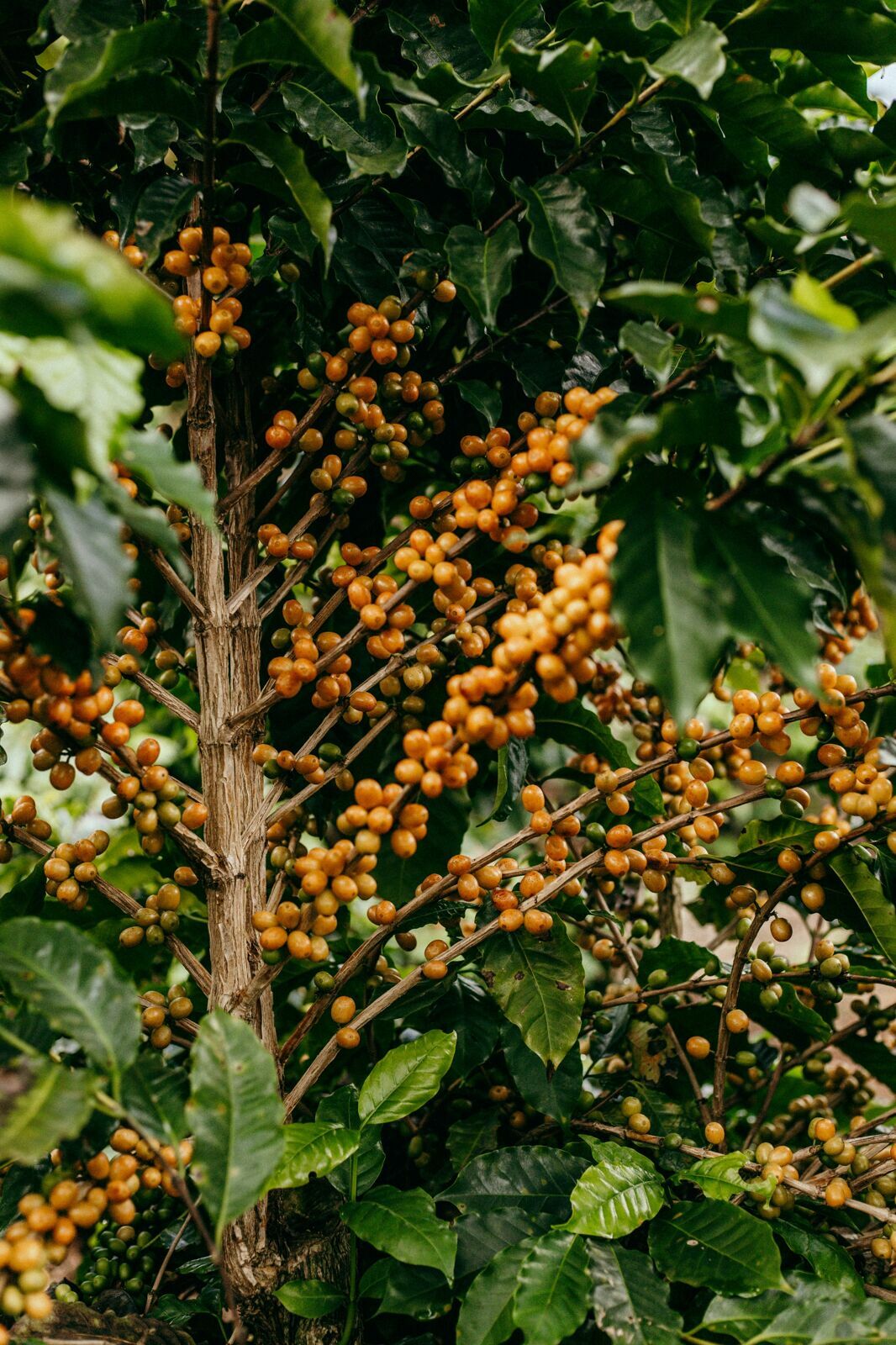 Foto Serra da Mantiqueira: uma viagem com aroma de café Foto Serra da Mantiqueira: uma viagem com aroma de café - Imagem 83