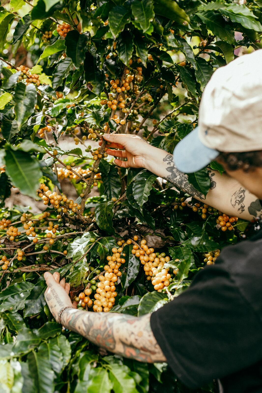 Foto Serra da Mantiqueira: uma viagem com aroma de café Foto Serra da Mantiqueira: uma viagem com aroma de café - Imagem 78