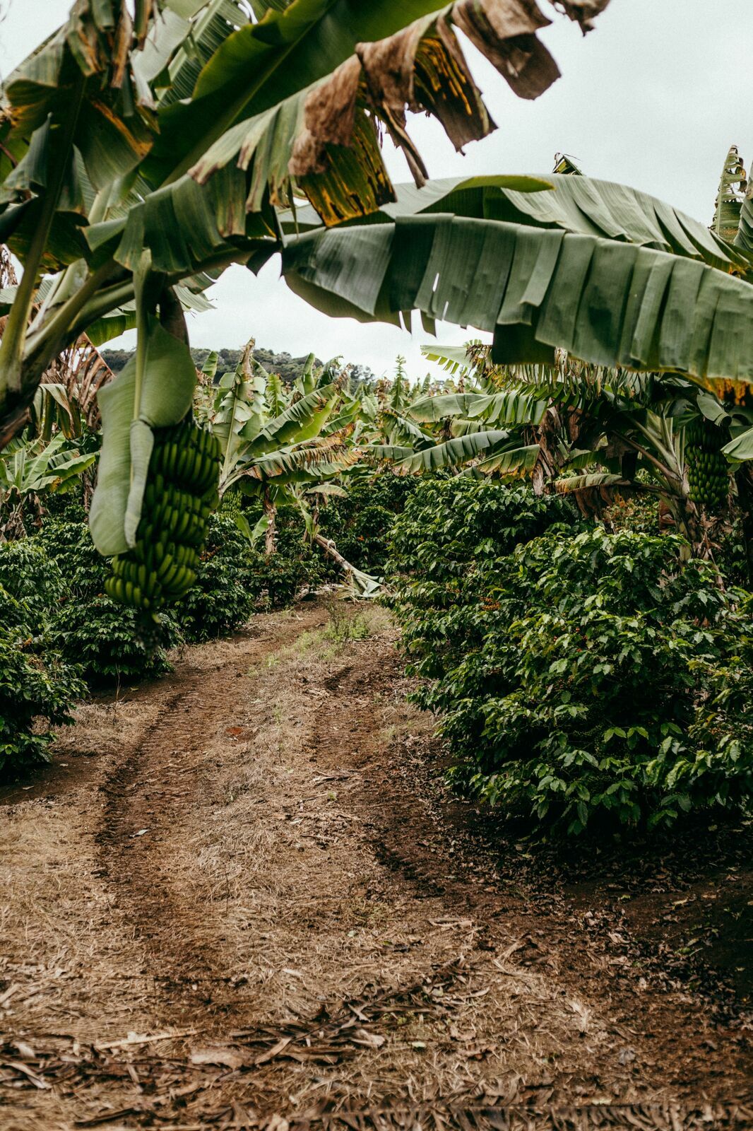 Foto Serra da Mantiqueira: uma viagem com aroma de café Foto Serra da Mantiqueira: uma viagem com aroma de café - Imagem 105