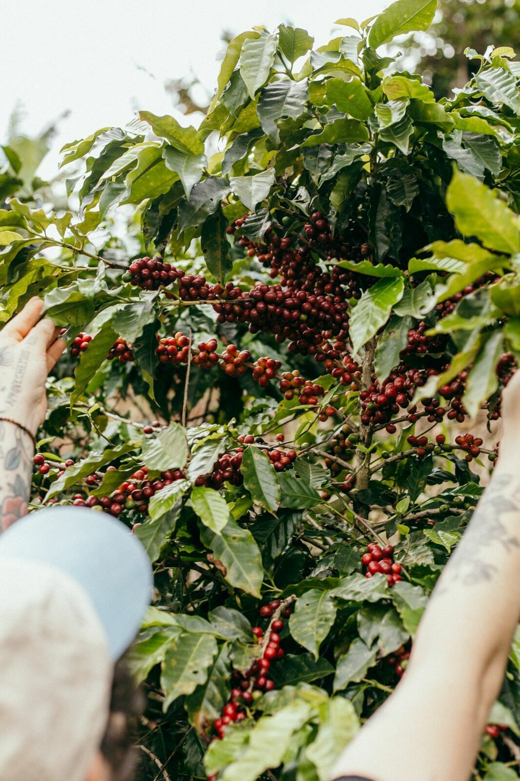Foto Serra da Mantiqueira: uma viagem com aroma de café Foto Serra da Mantiqueira: uma viagem com aroma de café - Imagem 93