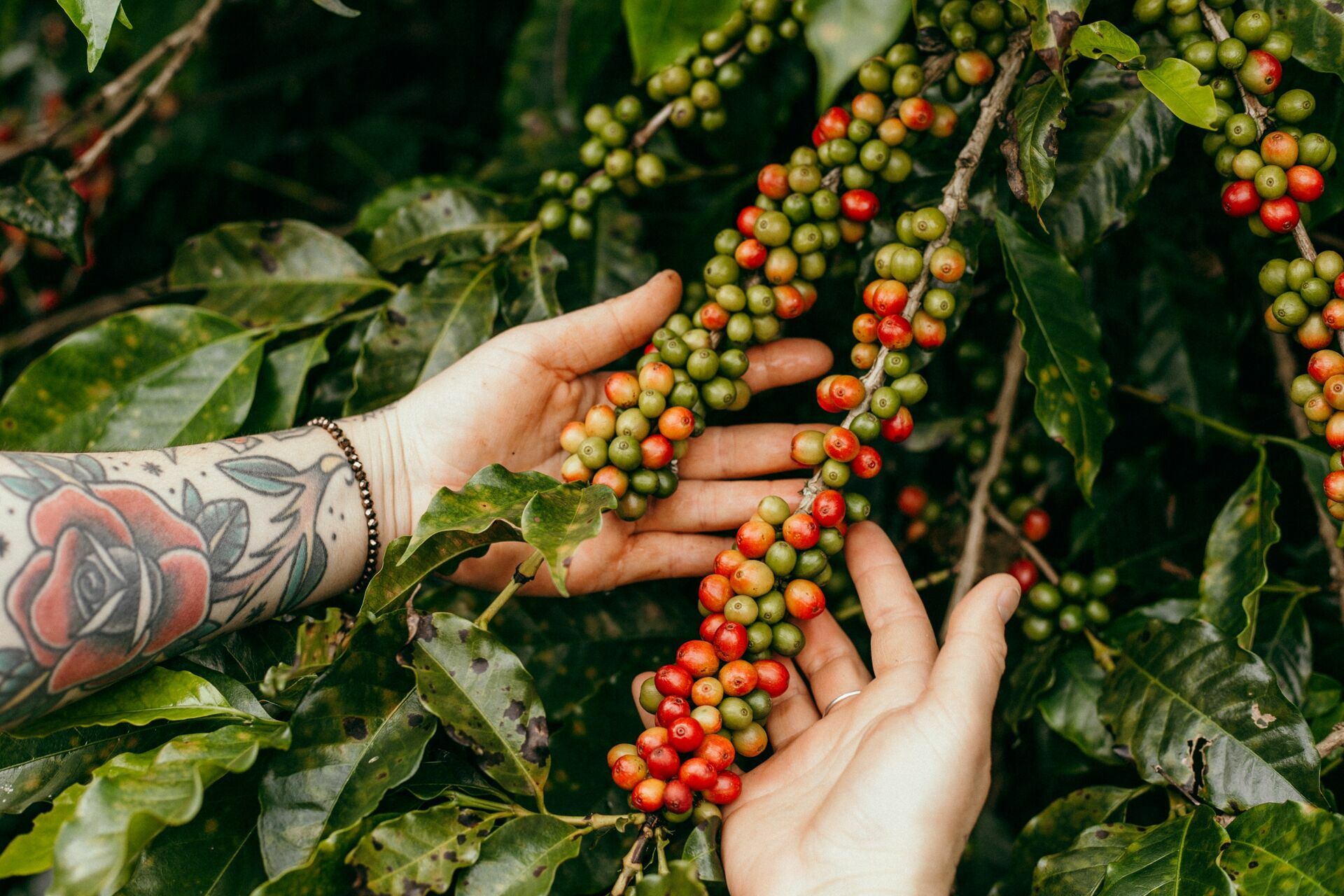 Foto Serra da Mantiqueira: uma viagem com aroma de café Foto Serra da Mantiqueira: uma viagem com aroma de café - Imagem 91