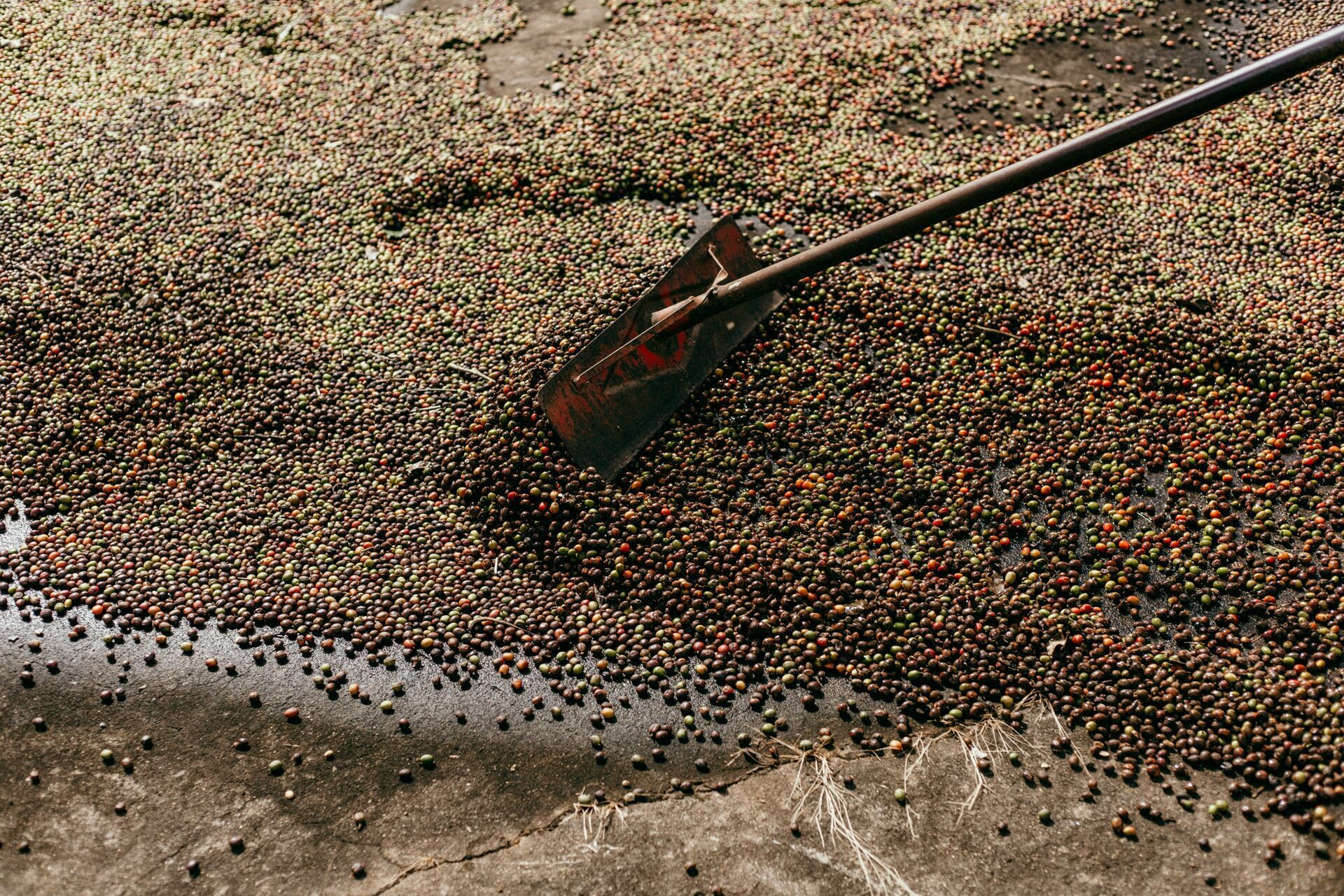 Foto Serra da Mantiqueira: uma viagem com aroma de café Foto Serra da Mantiqueira: uma viagem com aroma de café - Imagem 35