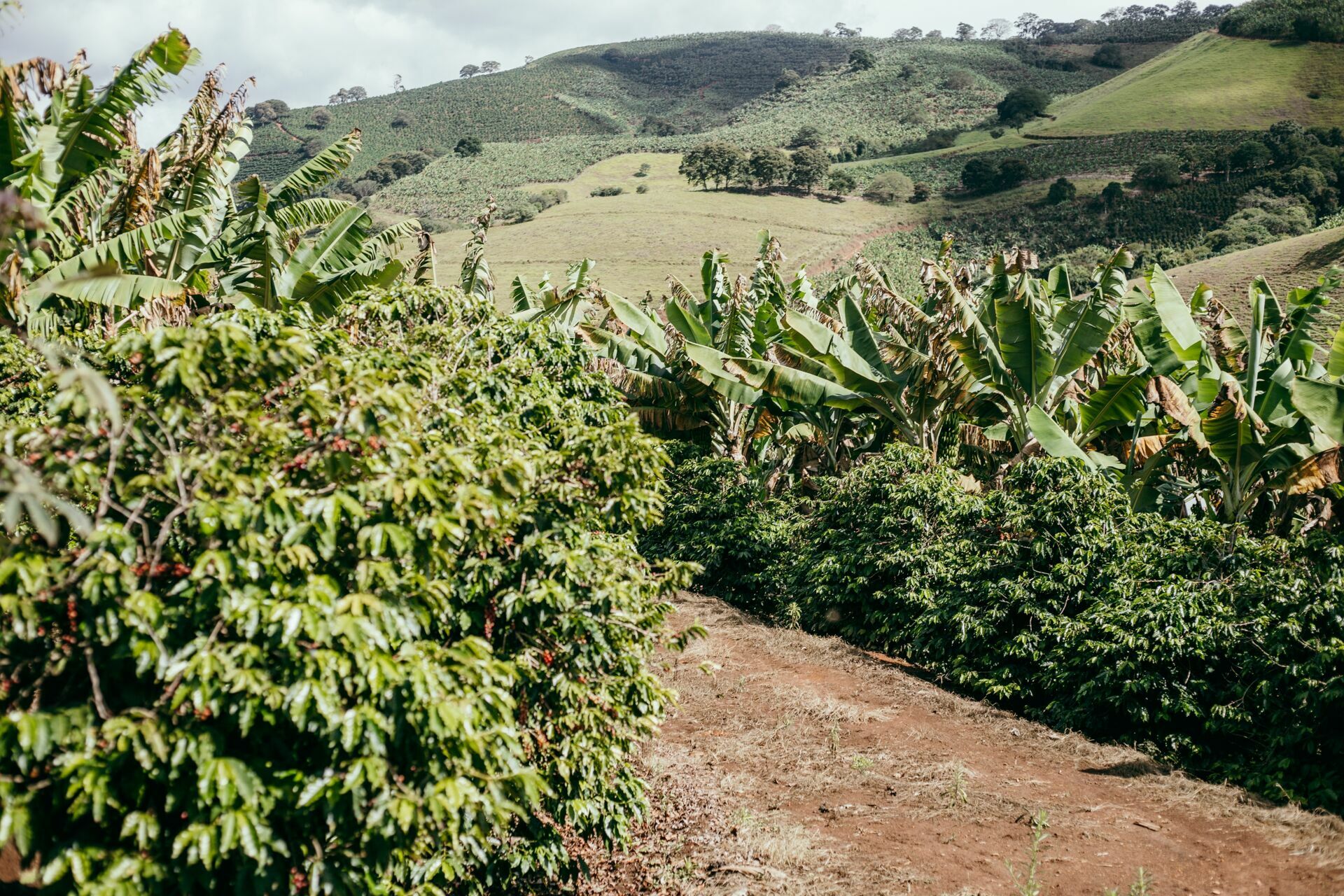 Foto Serra da Mantiqueira: uma viagem com aroma de café Foto Serra da Mantiqueira: uma viagem com aroma de café - Imagem 62