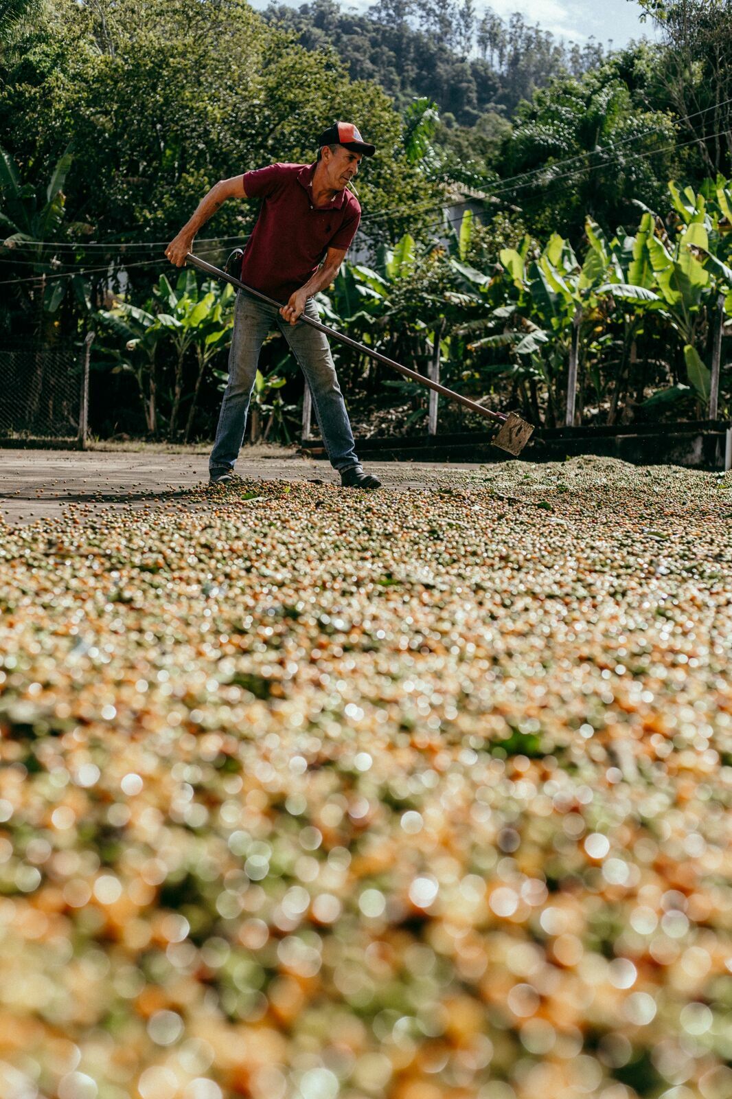Foto Serra da Mantiqueira: uma viagem com aroma de café Foto Serra da Mantiqueira: uma viagem com aroma de café - Imagem 46