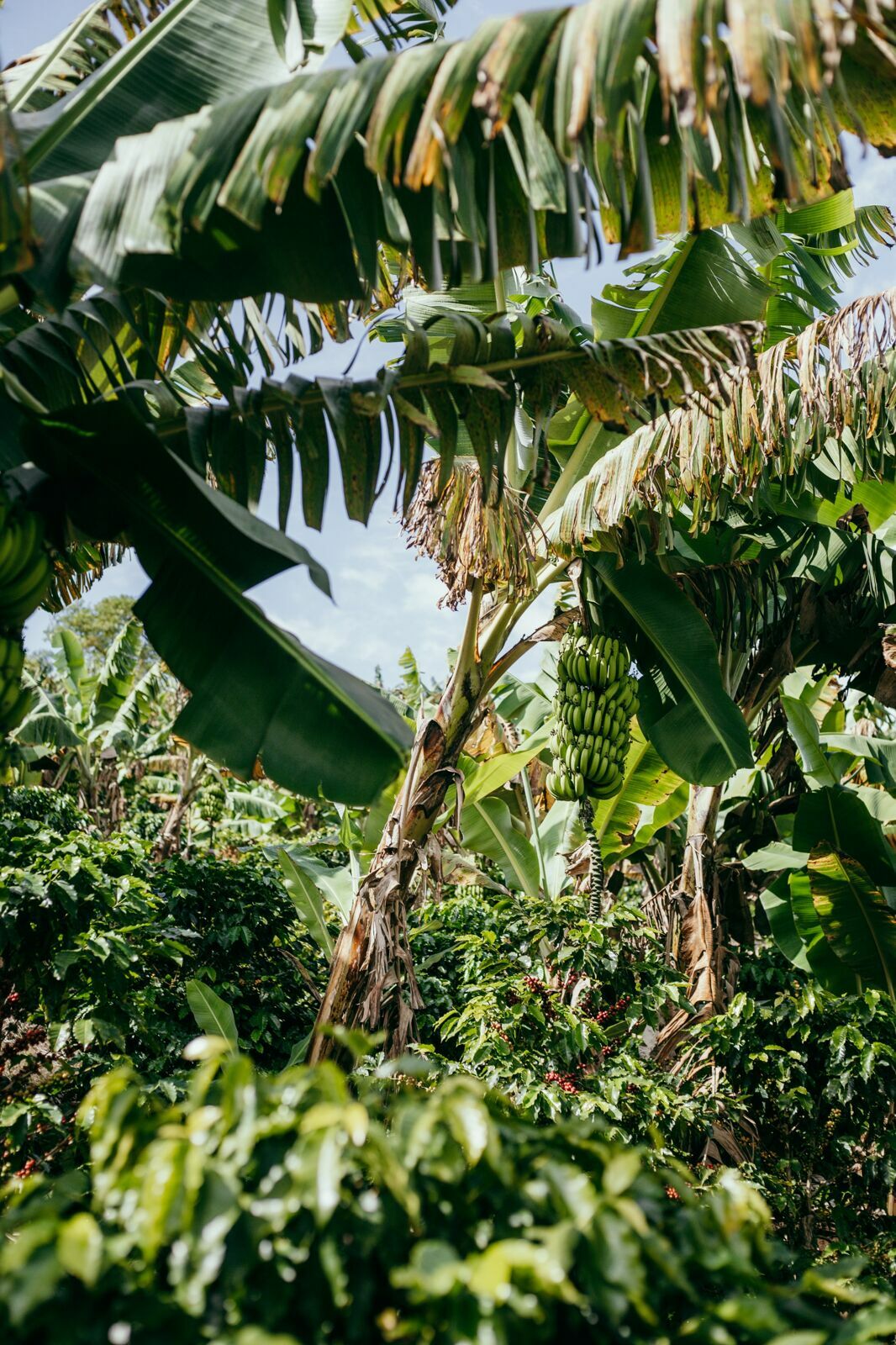 Foto Serra da Mantiqueira: uma viagem com aroma de café Foto Serra da Mantiqueira: uma viagem com aroma de café - Imagem 66