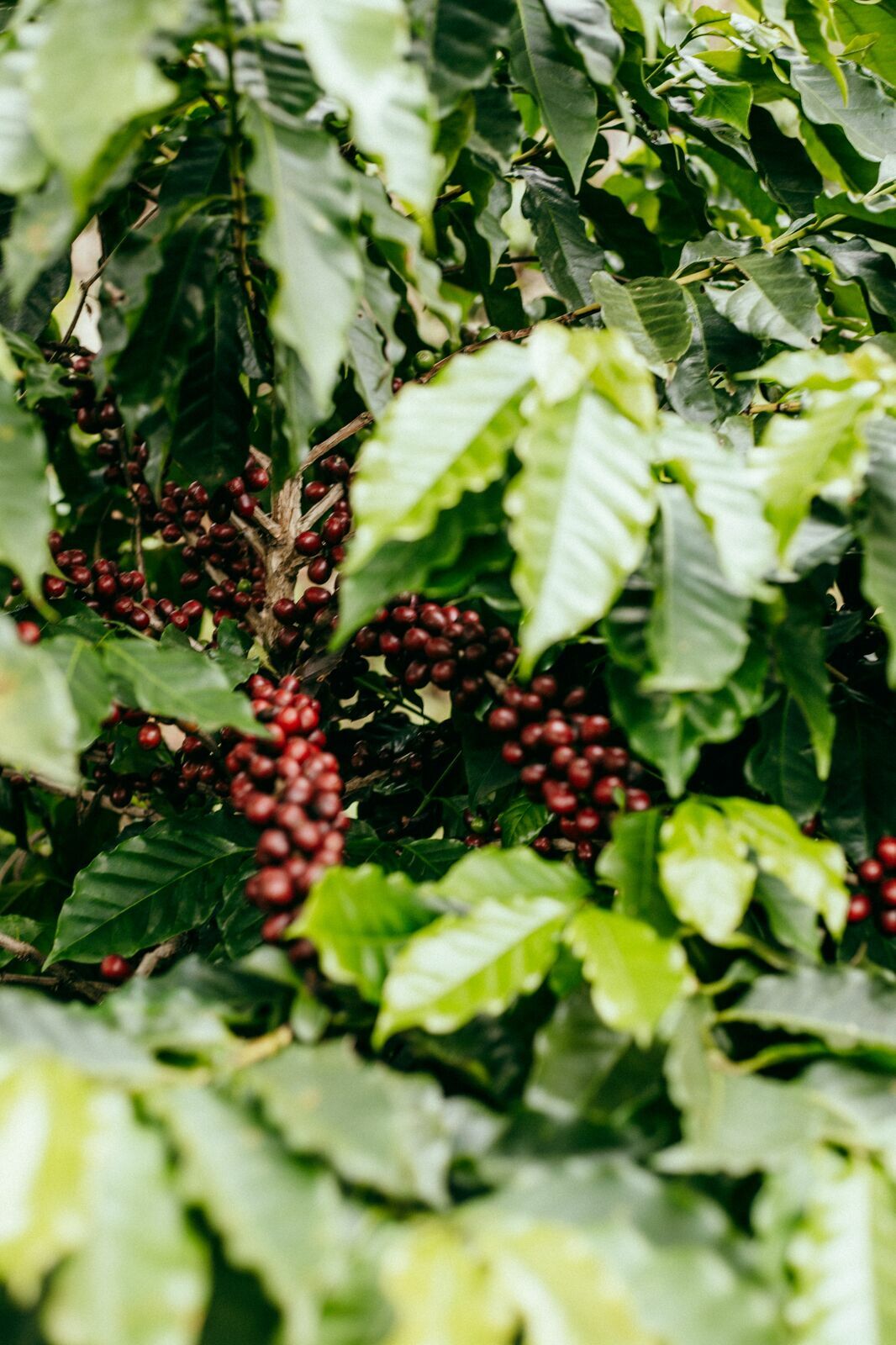 Foto Serra da Mantiqueira: uma viagem com aroma de café Foto Serra da Mantiqueira: uma viagem com aroma de café - Imagem 117