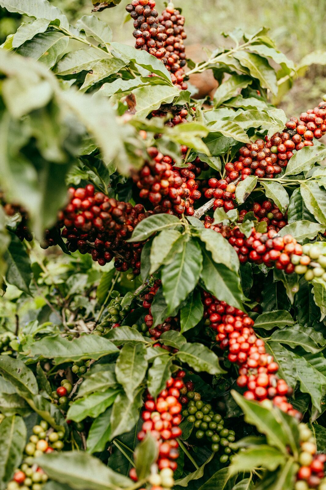 Foto Serra da Mantiqueira: uma viagem com aroma de café Foto Serra da Mantiqueira: uma viagem com aroma de café - Imagem 125