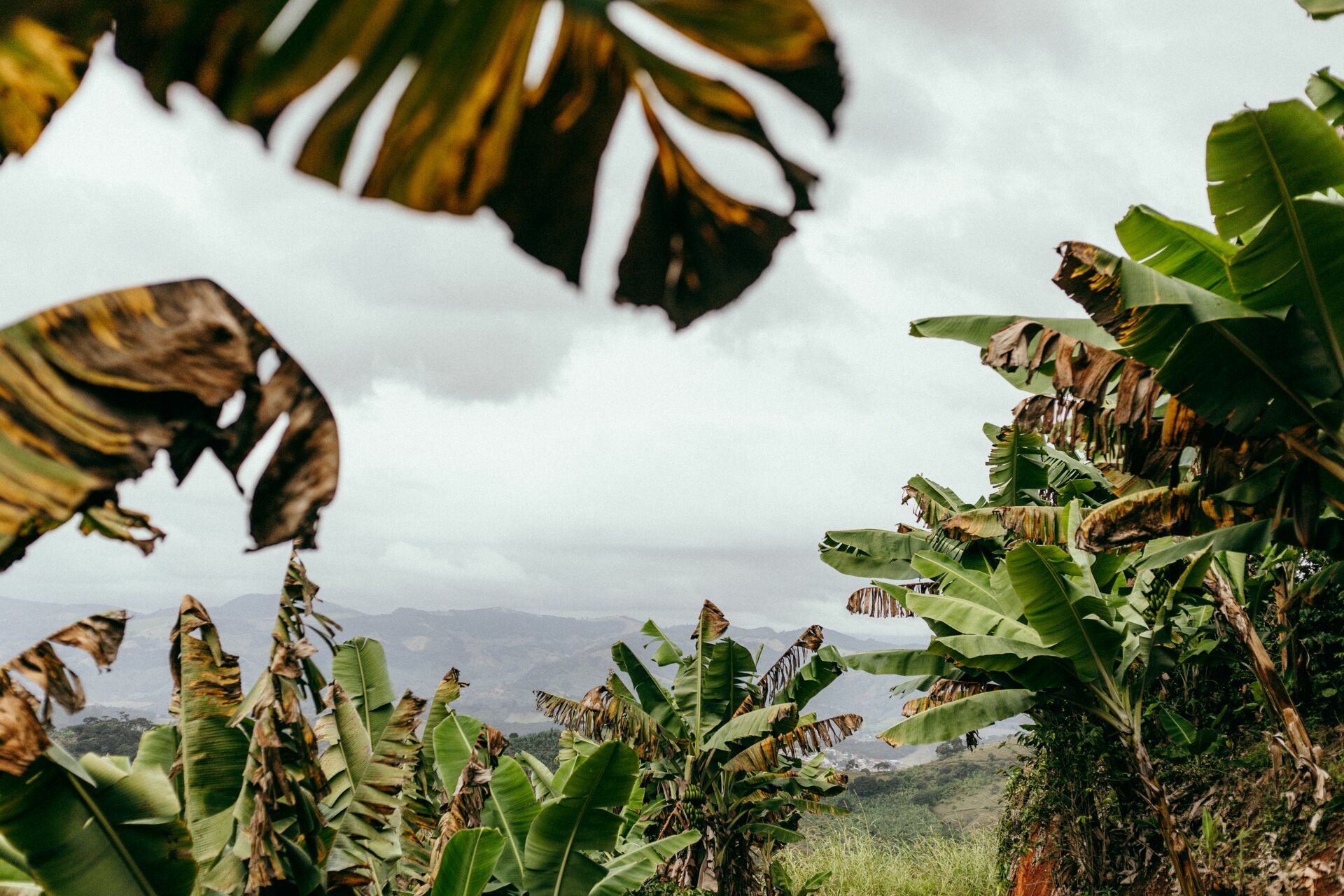 Foto Serra da Mantiqueira: uma viagem com aroma de café Foto Serra da Mantiqueira: uma viagem com aroma de café - Imagem 124