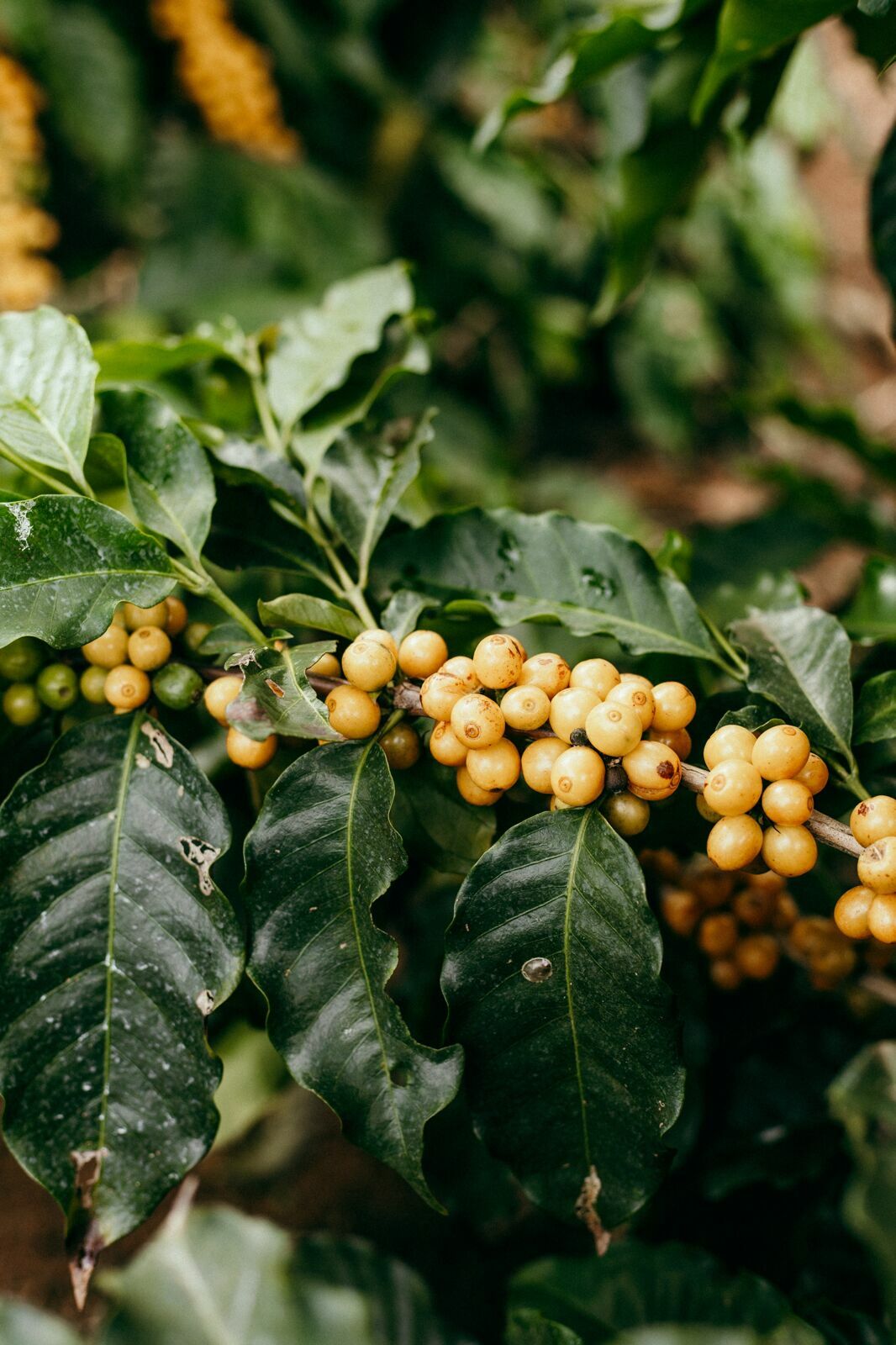 Foto Serra da Mantiqueira: uma viagem com aroma de café Foto Serra da Mantiqueira: uma viagem com aroma de café - Imagem 131