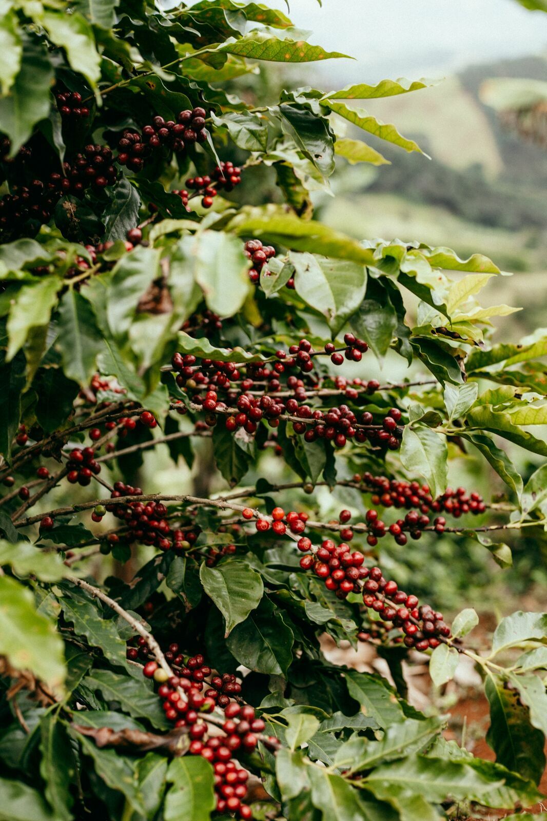 Foto Serra da Mantiqueira: uma viagem com aroma de café Foto Serra da Mantiqueira: uma viagem com aroma de café - Imagem 121
