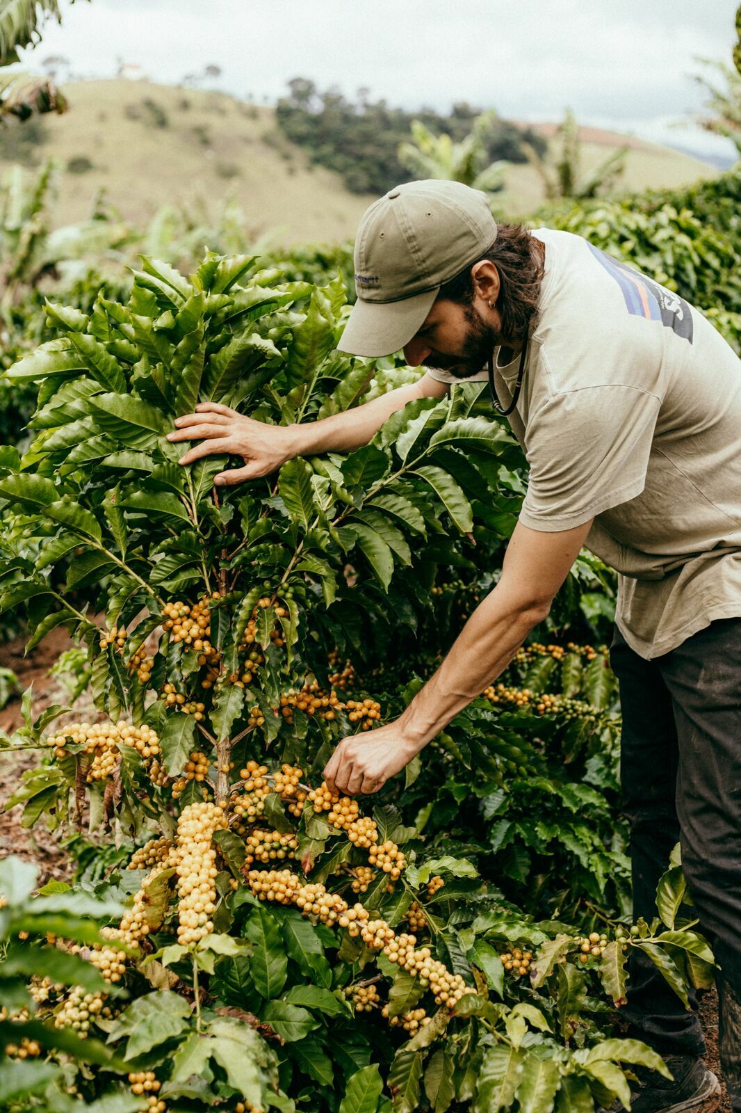 Foto Serra da Mantiqueira: uma viagem com aroma de café Foto Serra da Mantiqueira: uma viagem com aroma de café - Imagem 133